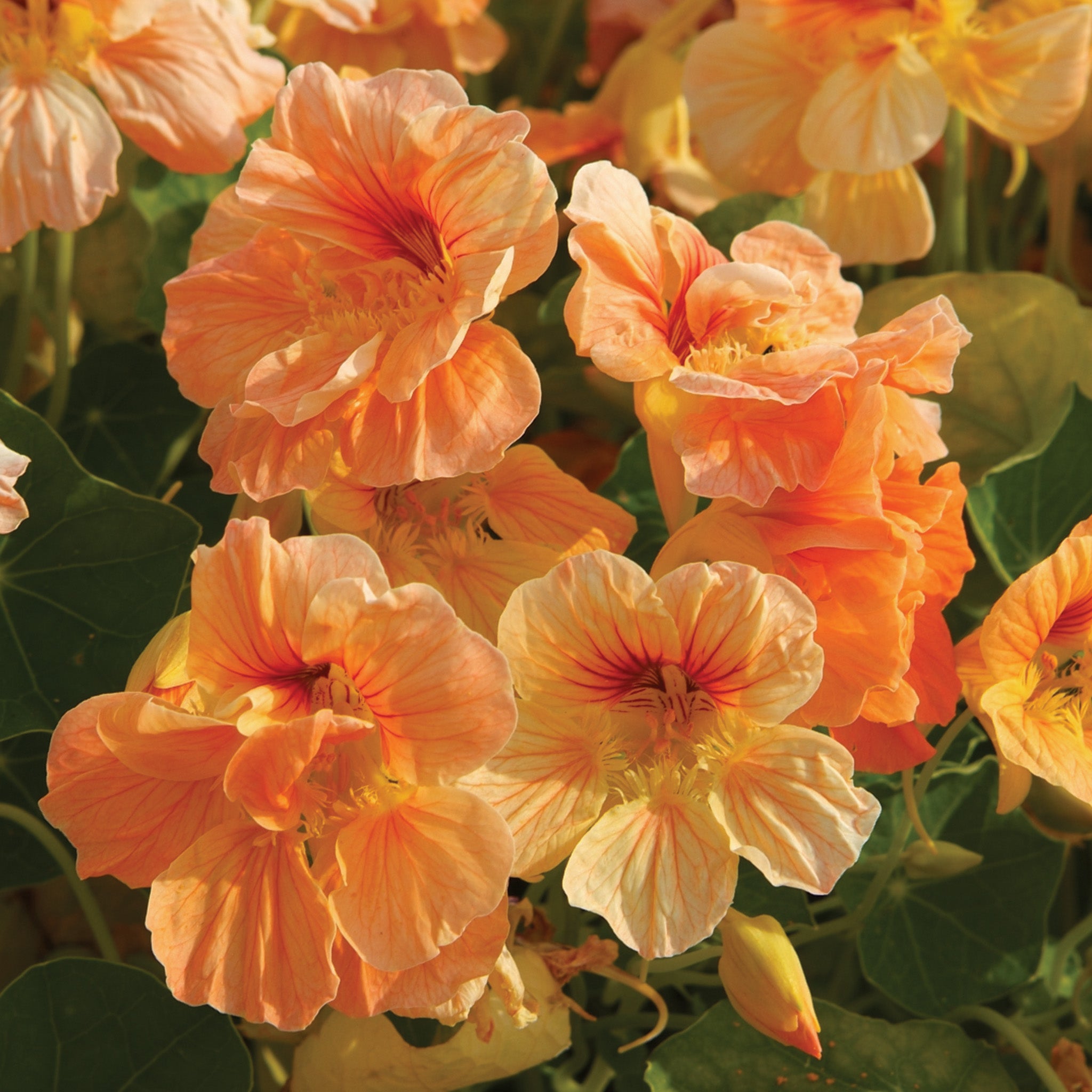 Nasturtium, Caribbean Crush