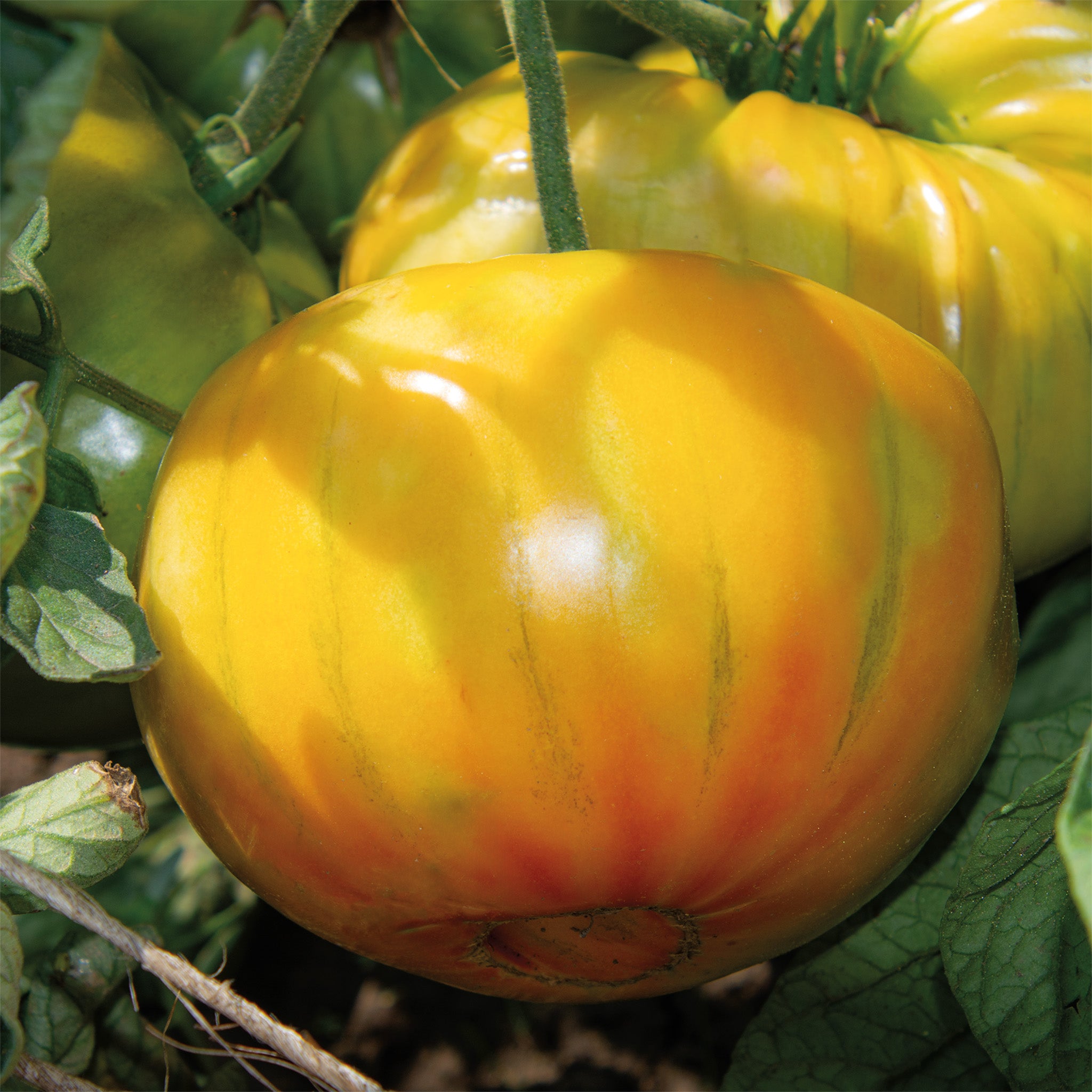 Tomato, Old German