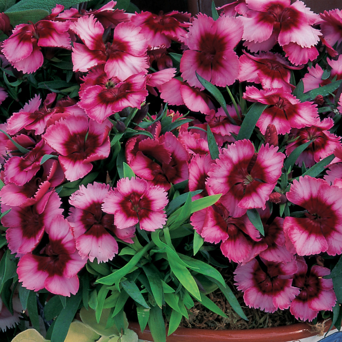 Dianthus, Super Parfait™ Raspberry Hybrid