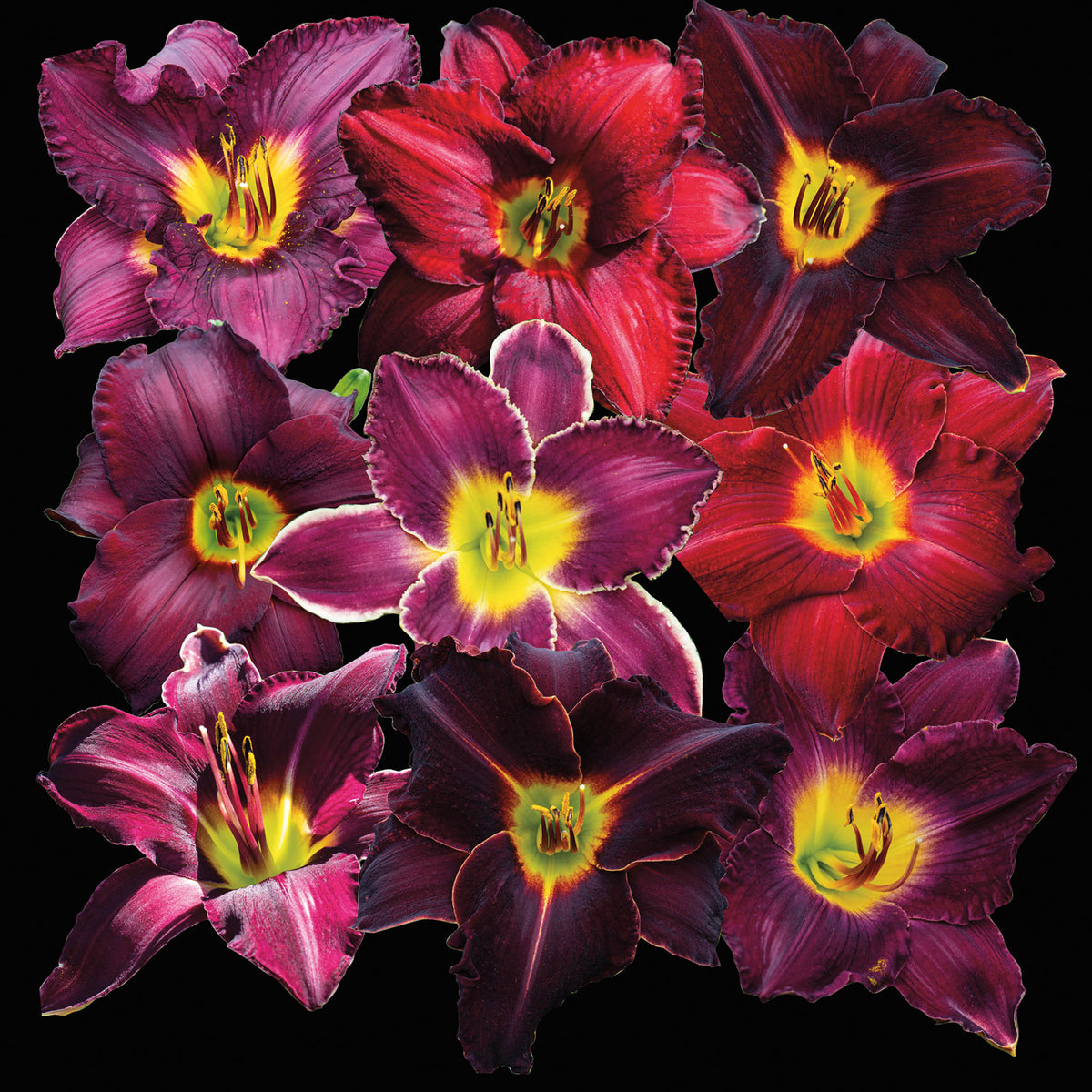 Daylily, Dramatically Dark Mix, Pack of 3