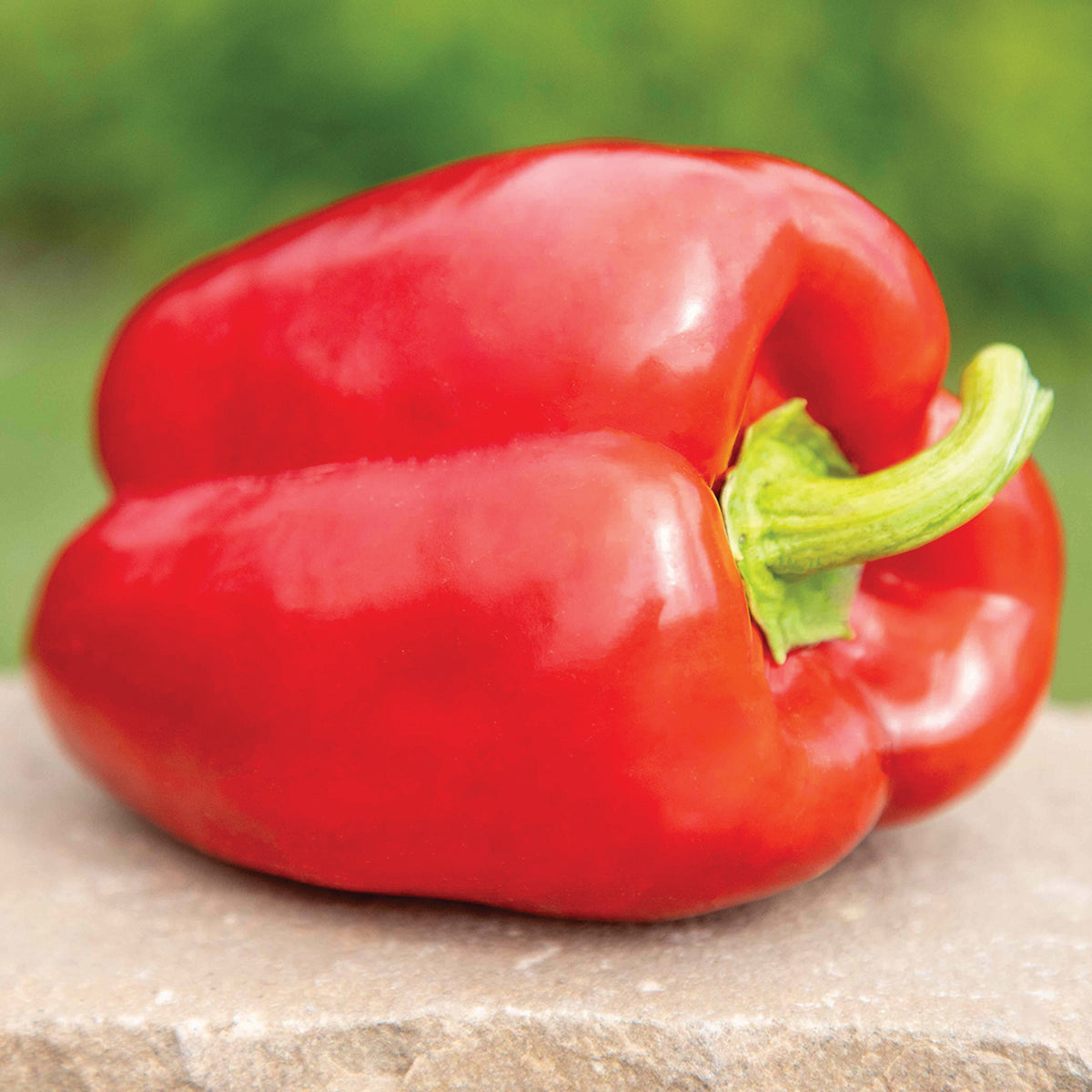 Pepper, Sweet, Paragon