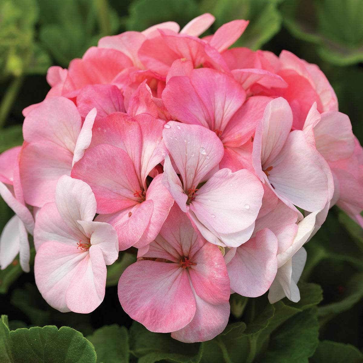 Geranium, Pinto™ Premium White to Rose Hybrid