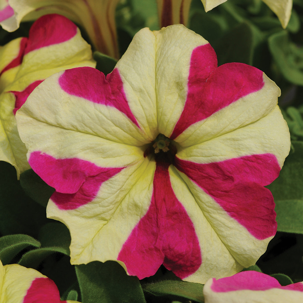 Petunia, Sophistica® Lime Bicolor Hybrid
