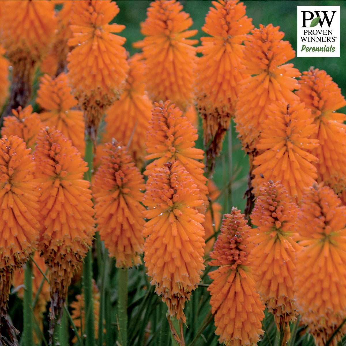 Kniphofia, Pyromania™ Orange Blaze