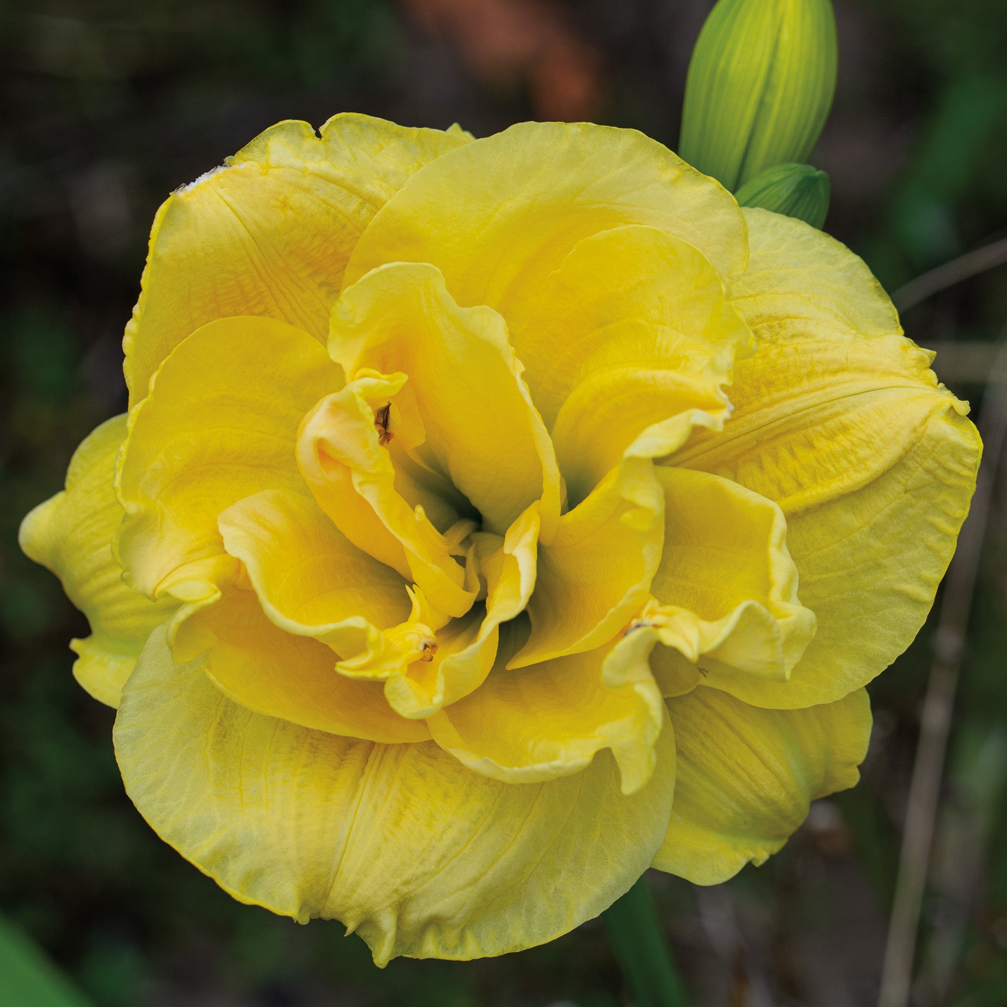 Daylily, Yellow Submarine
