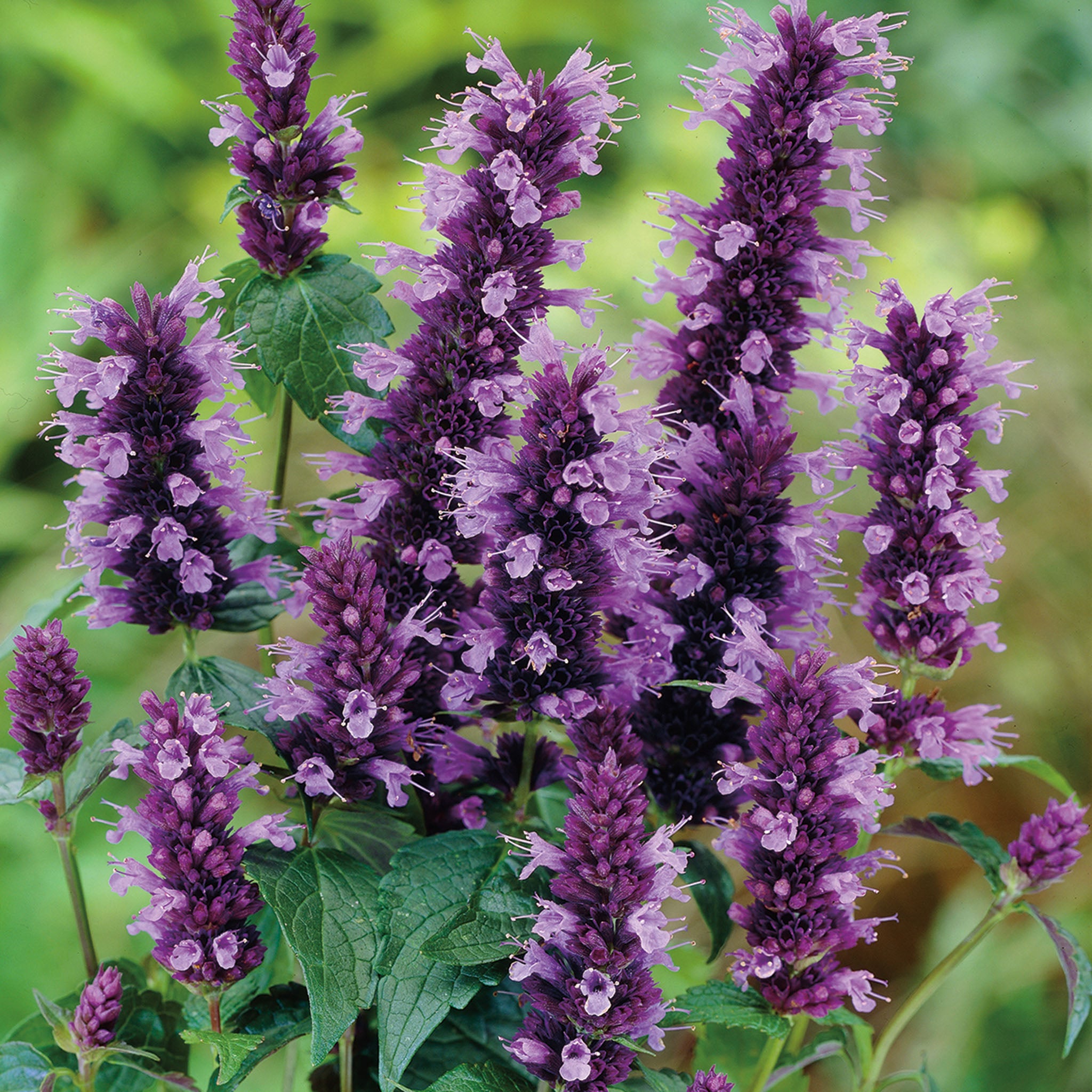 Agastache, Black Adder