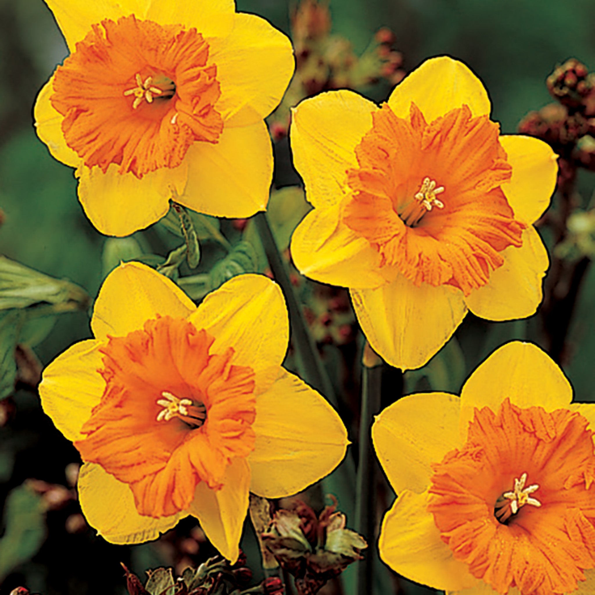 Daffodil, Fortissimo, 10 Pack