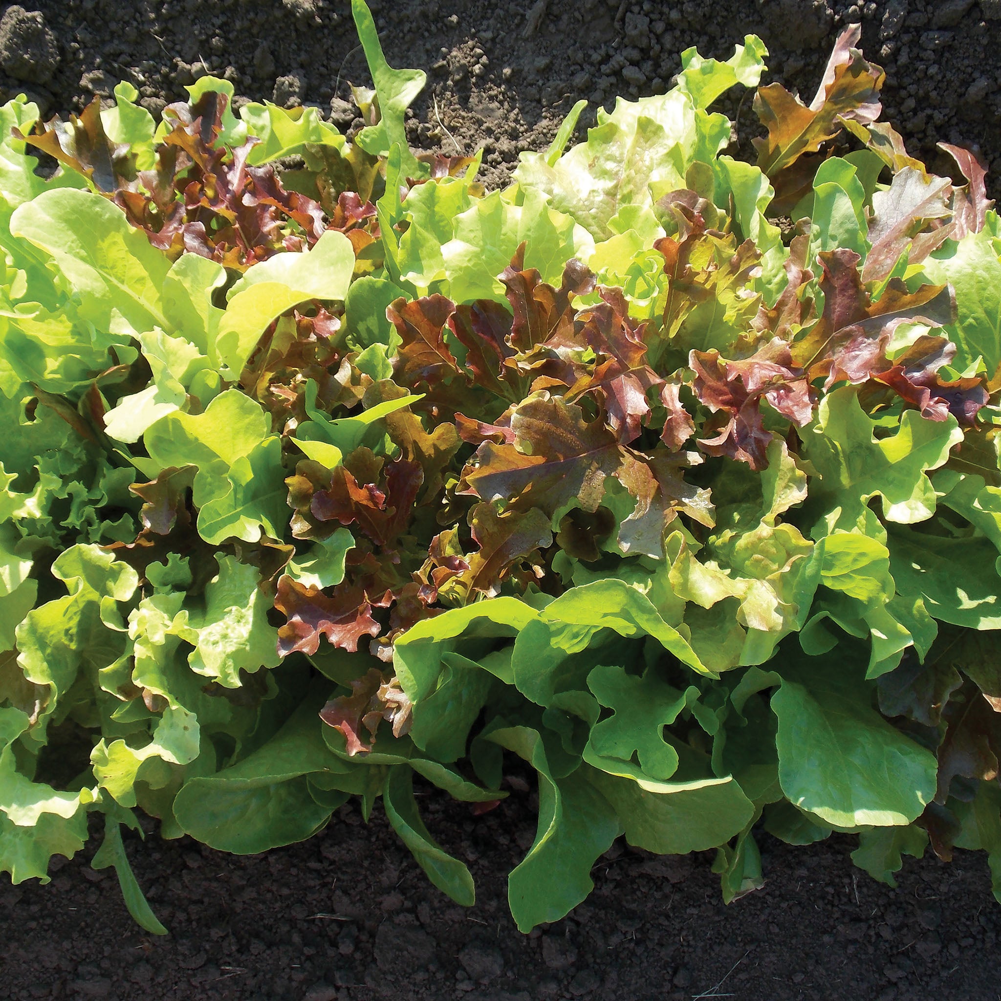 Lettuce, Jung's Kaleidoscope Blend