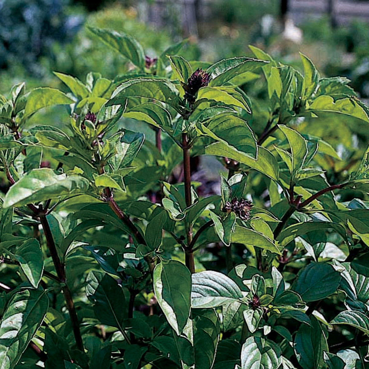 Basil, Cinnamon