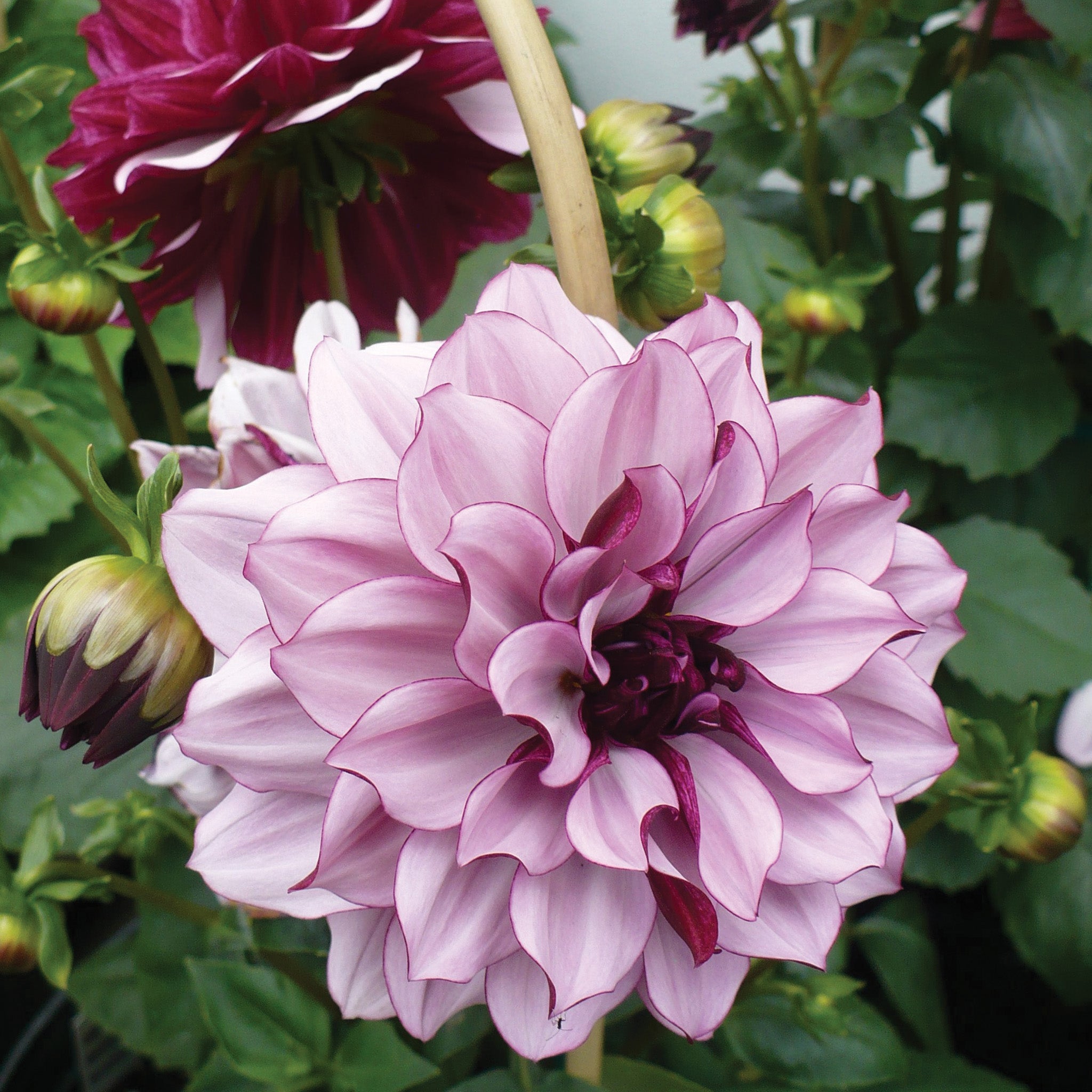 Dahlia, Crème de Cassis