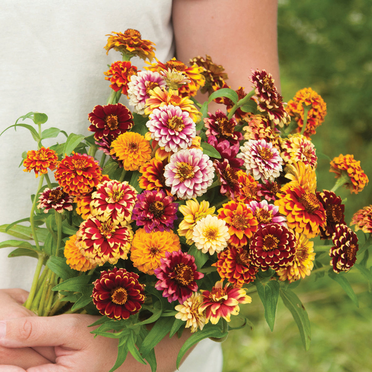 Zinnia, Jazzy Mix