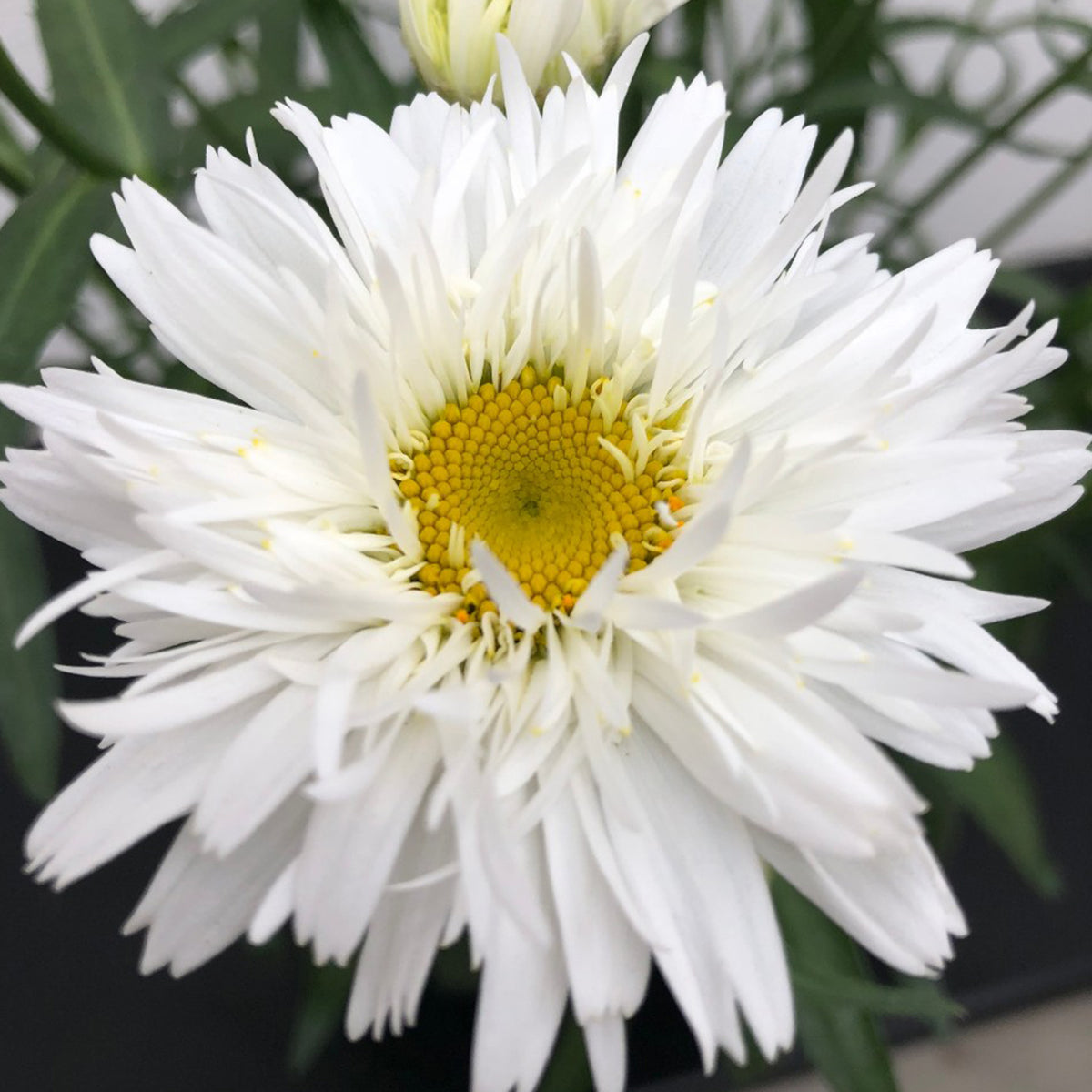 Shasta Daisy, Sweet Daisy™ Rebecca