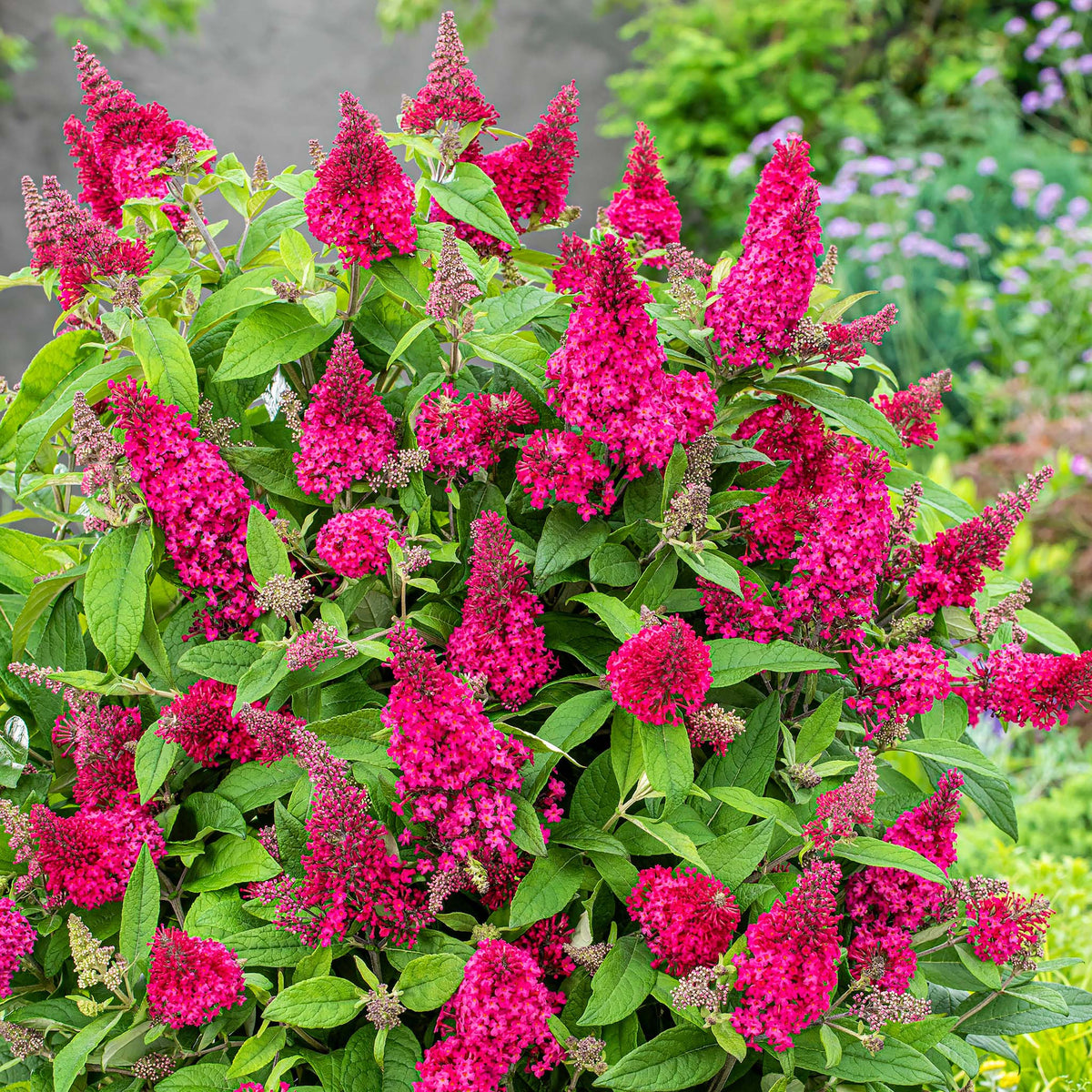 Butterfly Bush, Butterfly Candy® Lil' Raspberry™