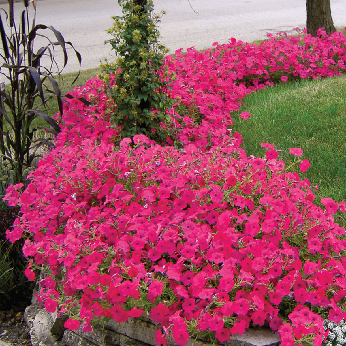 Petunia, Tidal Wave® Hot Pink Hybrid.