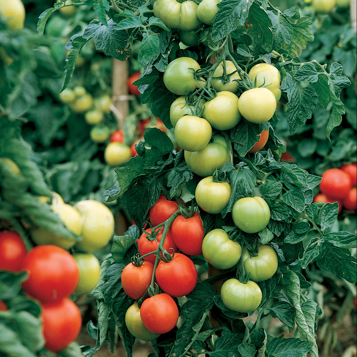 Tomato, Carmello Hybrid