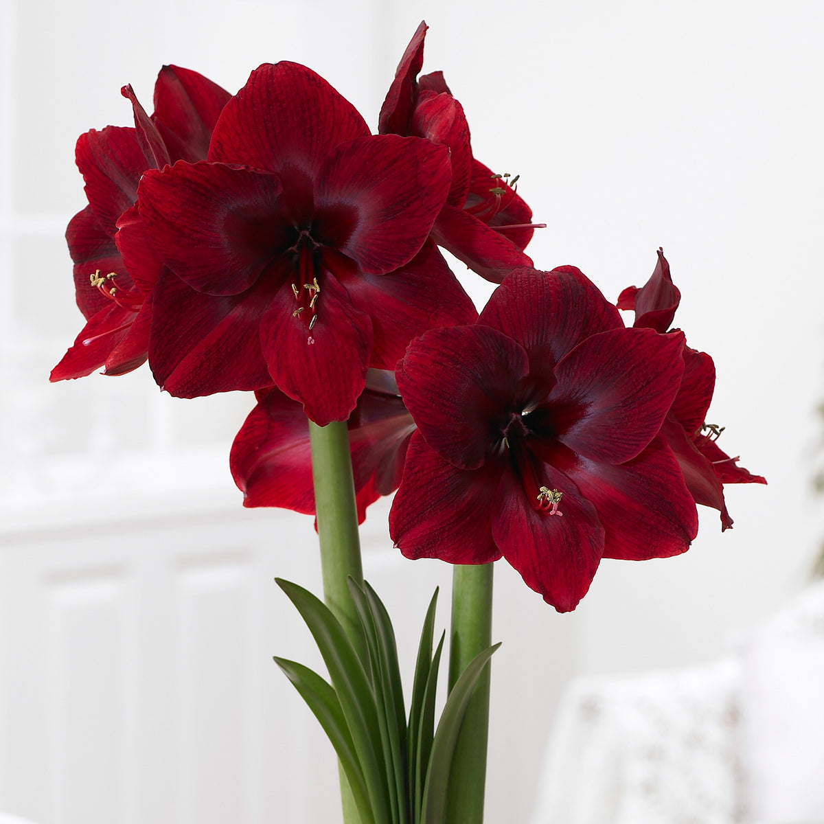 Amaryllis, Black Pearl