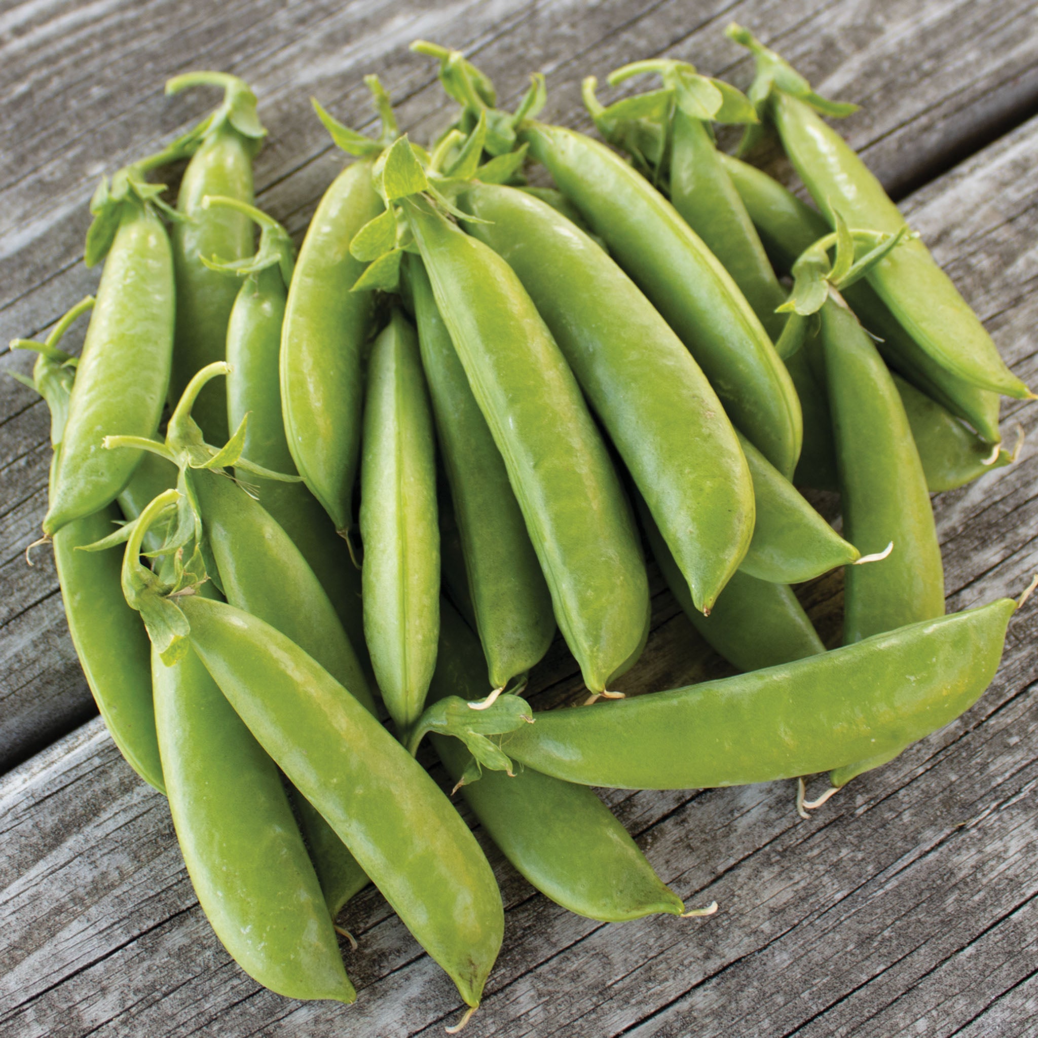 Pea, Super Sugar Snap.