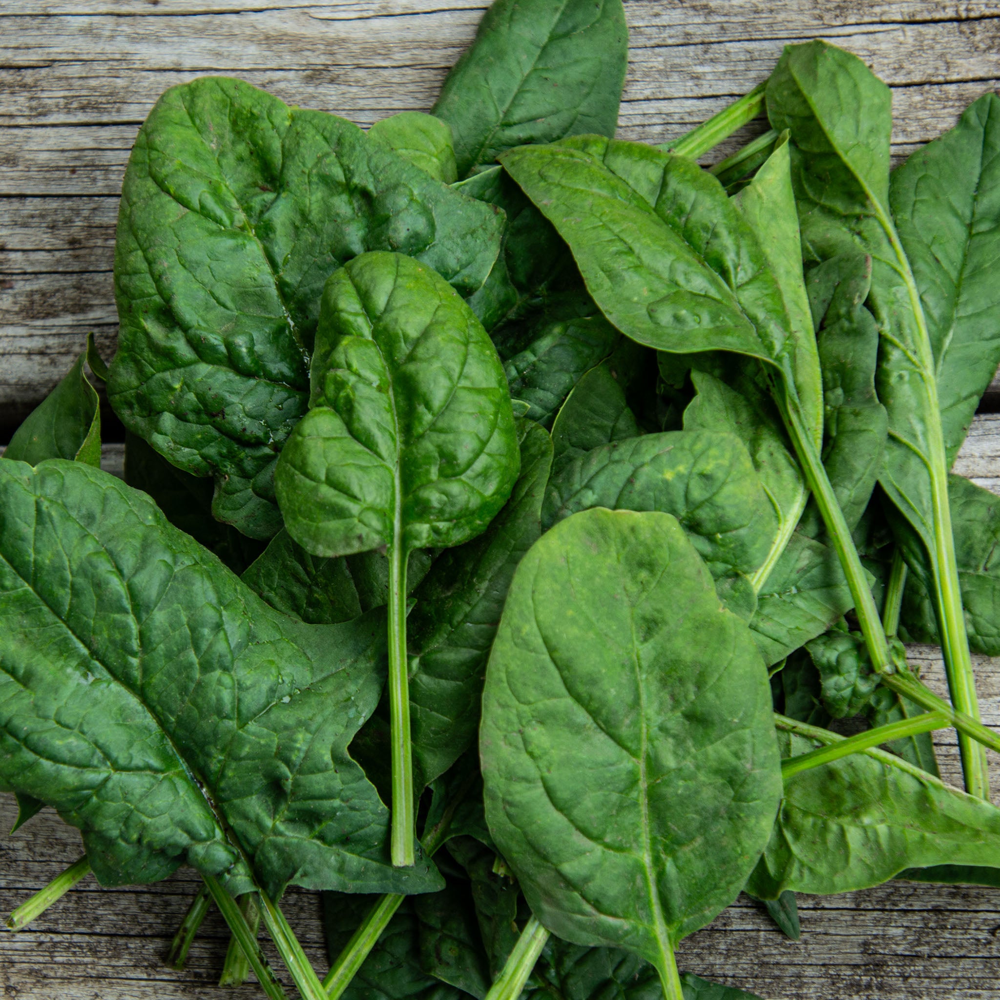 Spinach, Bloomsdale Long Standing