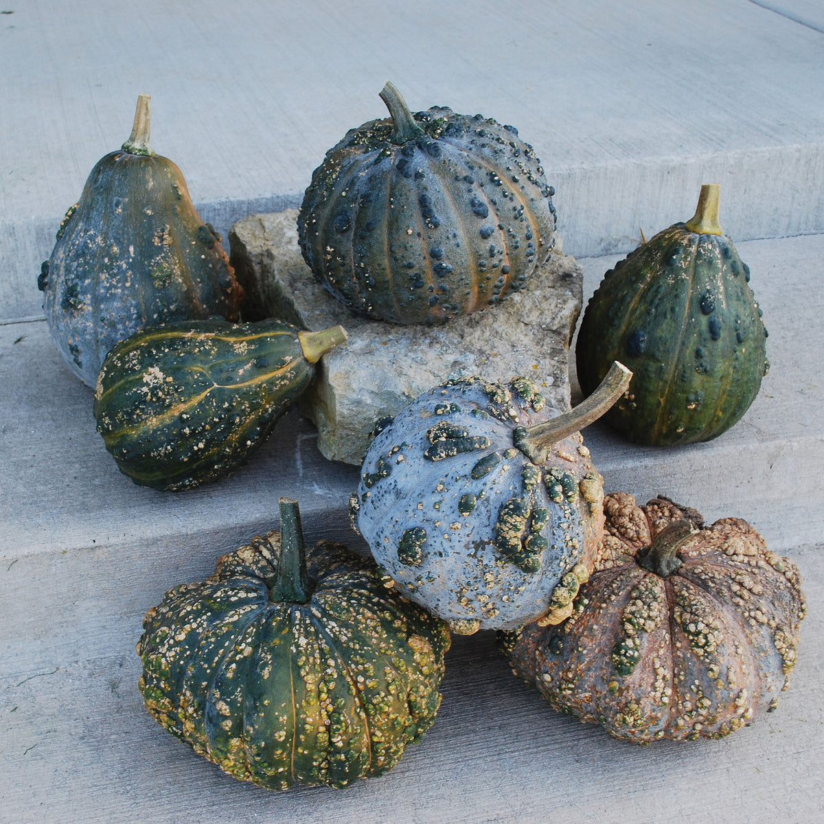 Squash, Winter, Musquee de Maroc