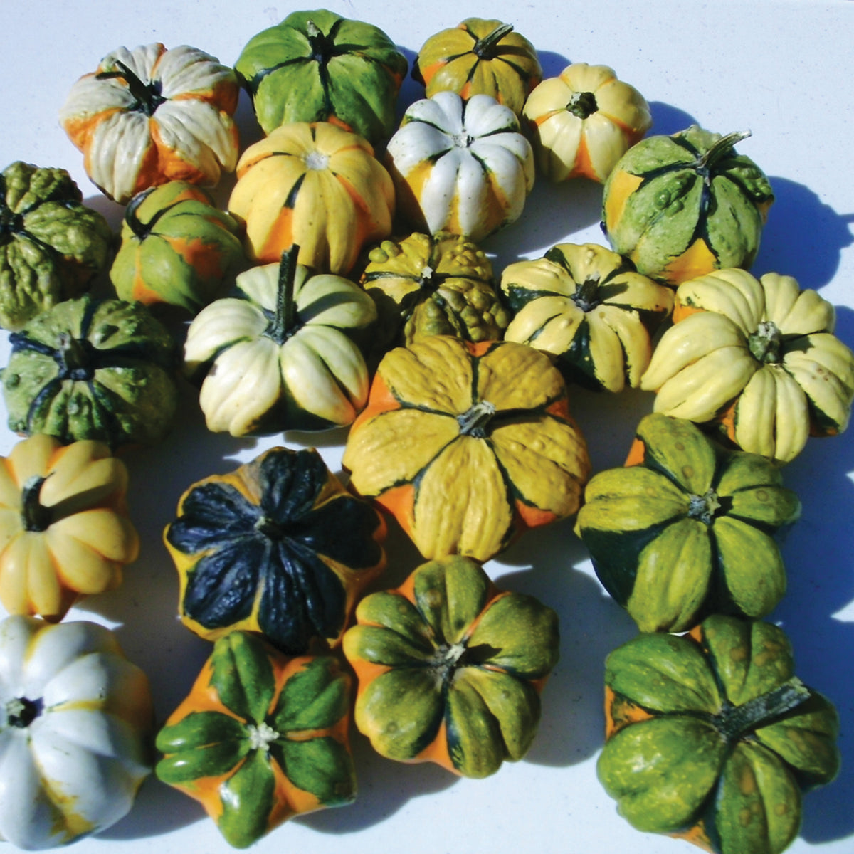 Gourd, Daisy Mix