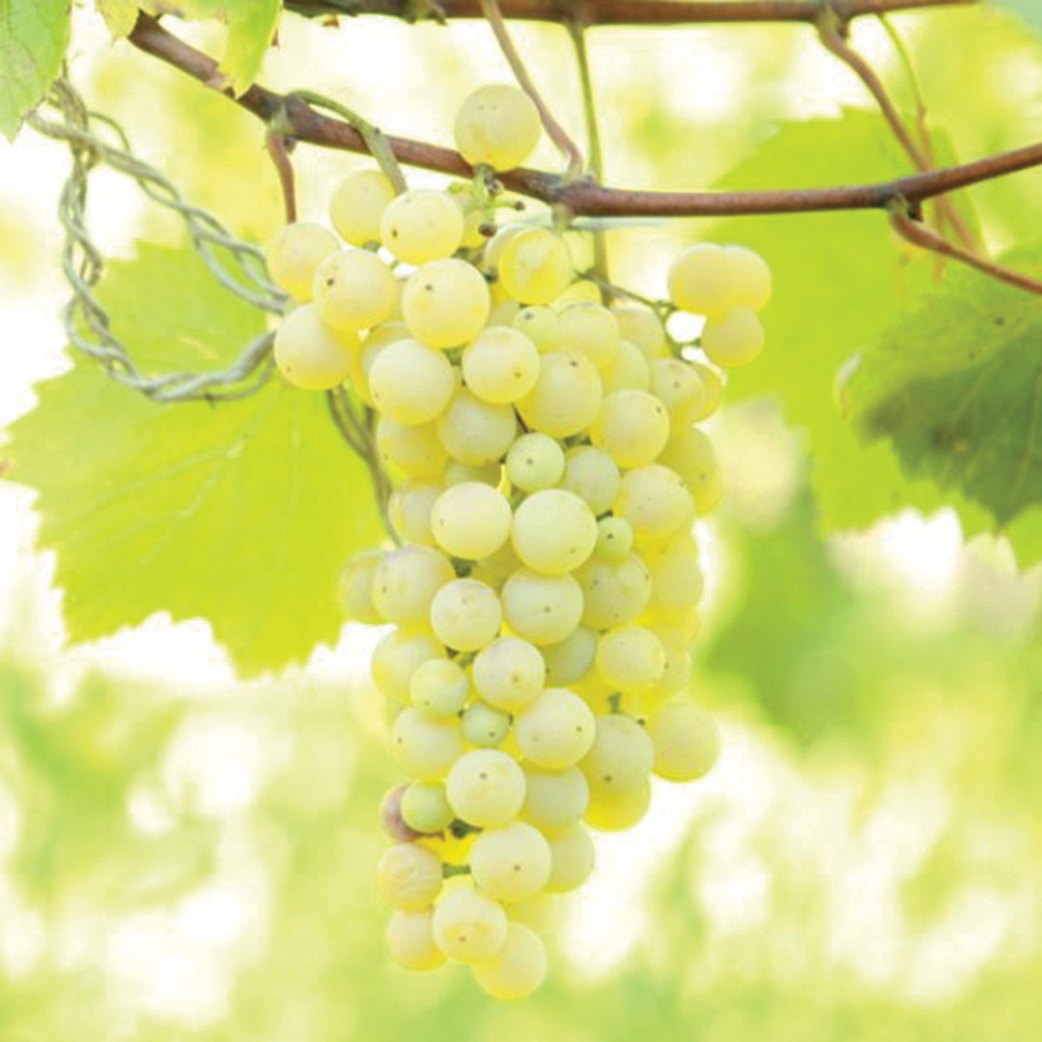 Grape, Brianna