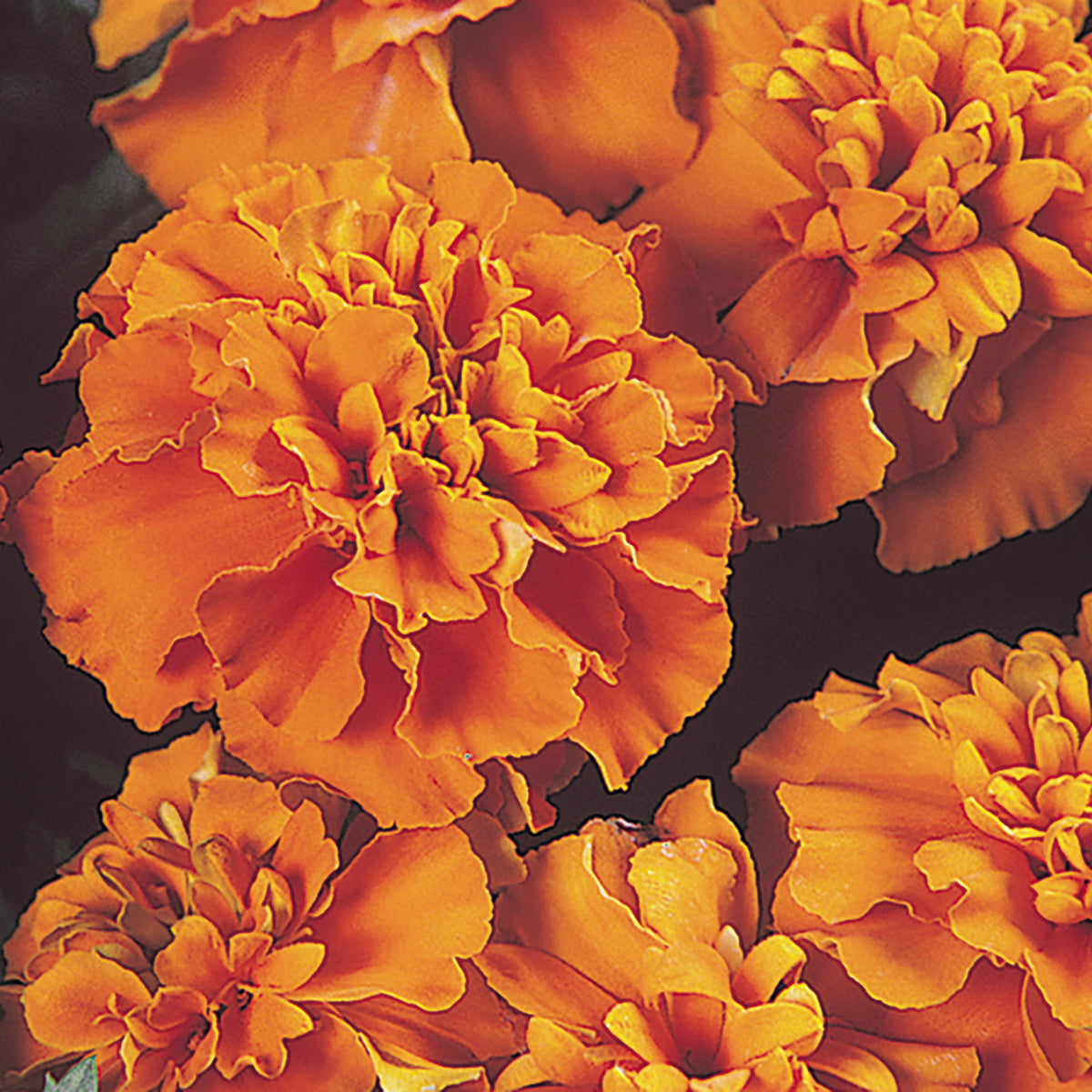 Marigold, Janie Deep Orange