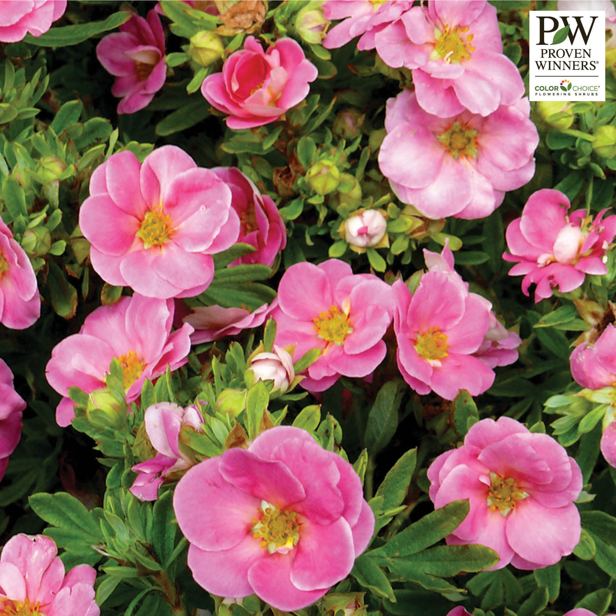 Potentilla, Happy Face®, Pink Paradise