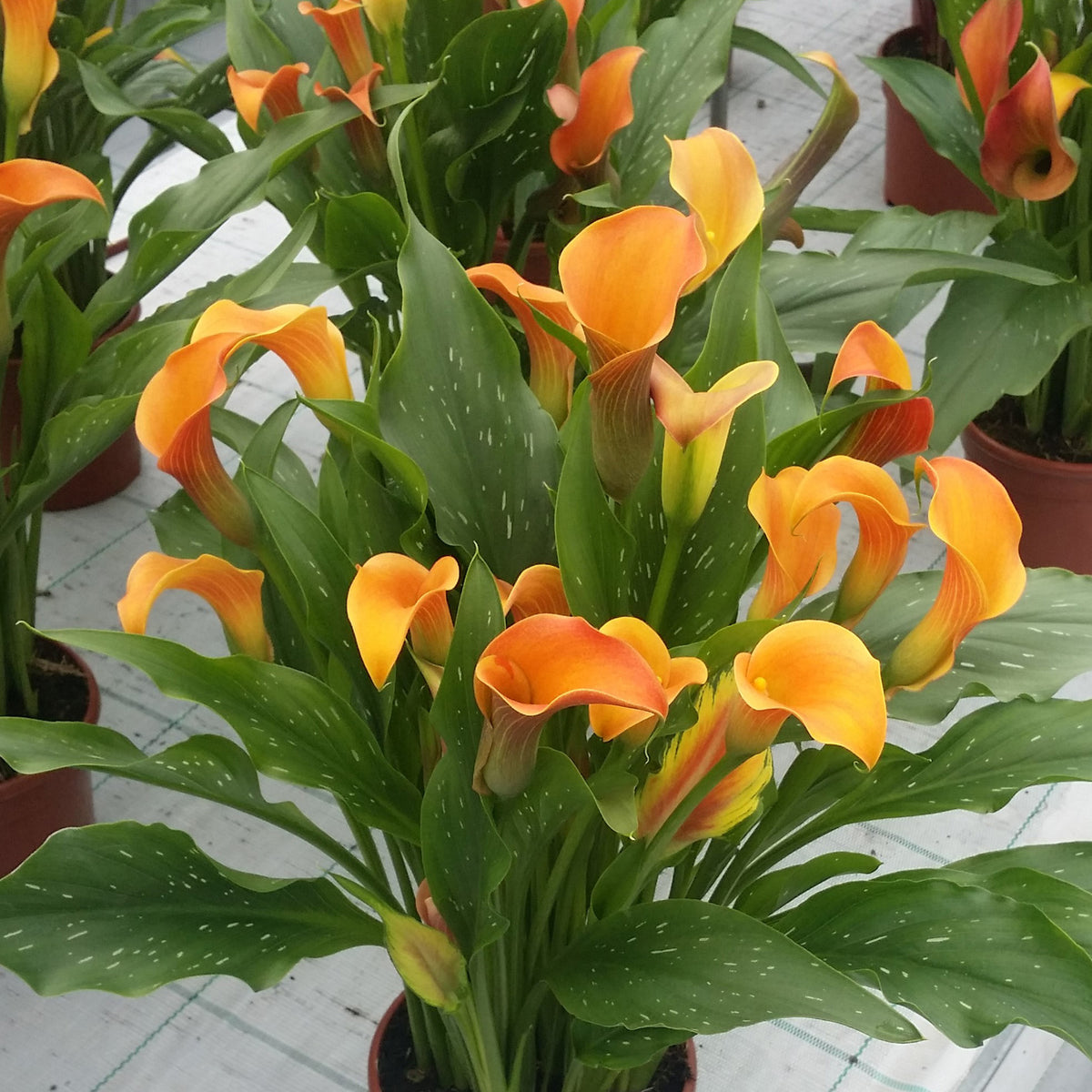 Calla Lily, Qatar®