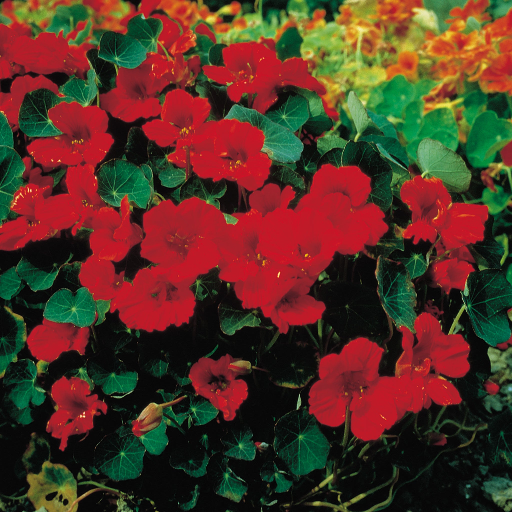 Nasturtium, Empress Of India