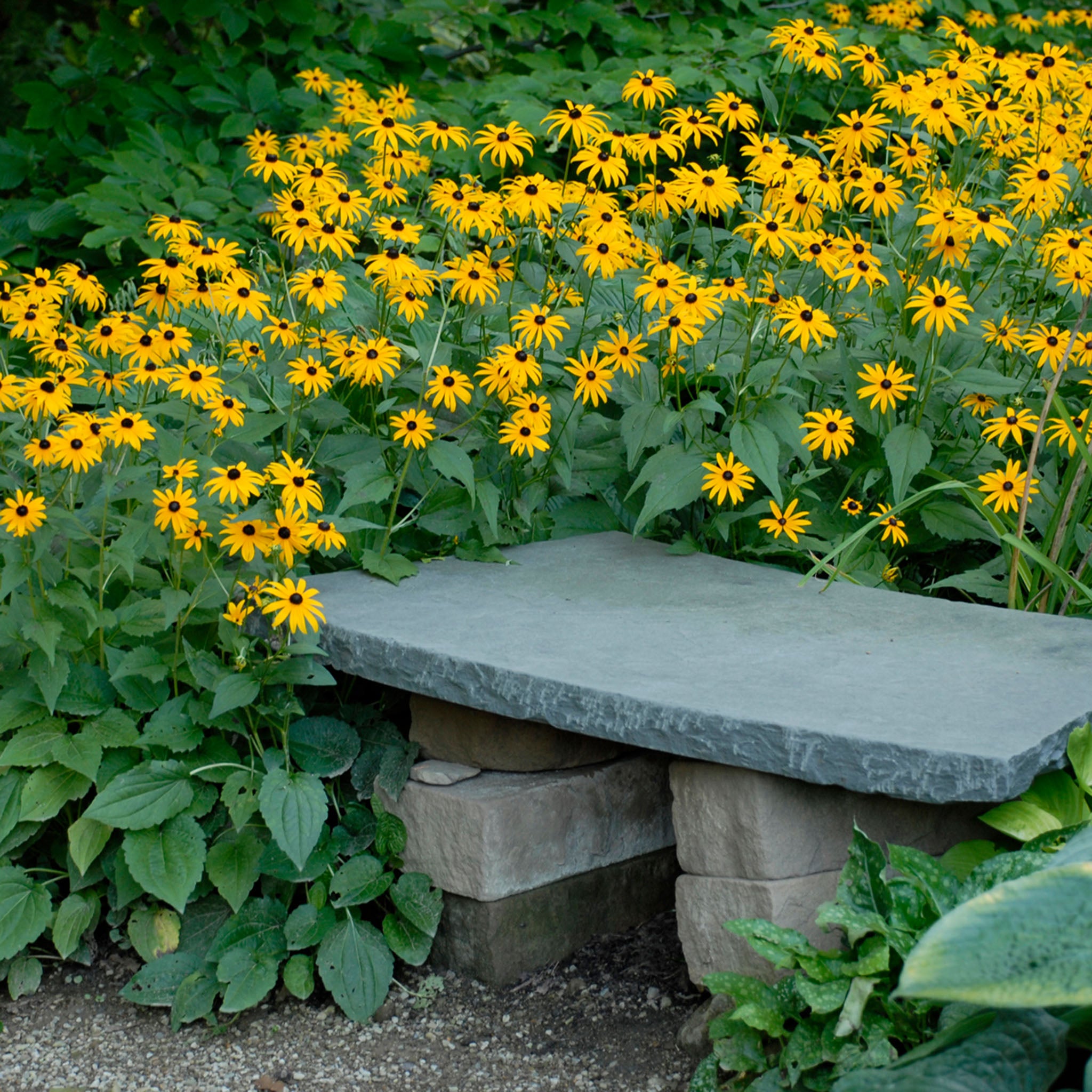 Rudbeckia, Goldsturm