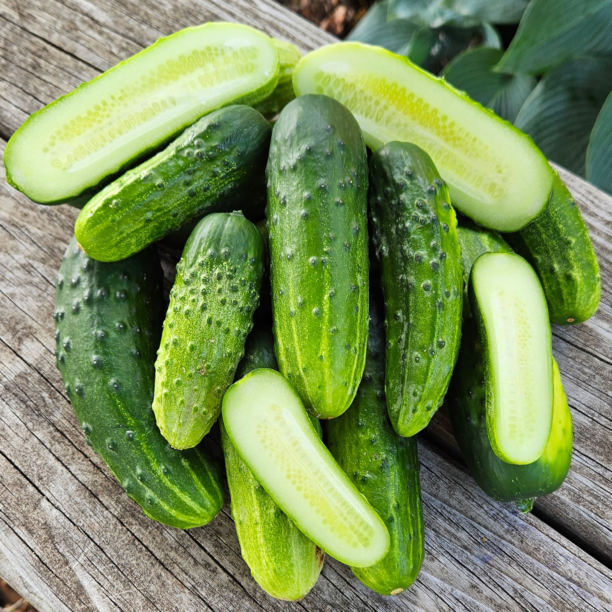 Cucumber, County Fair Improved Hybrid