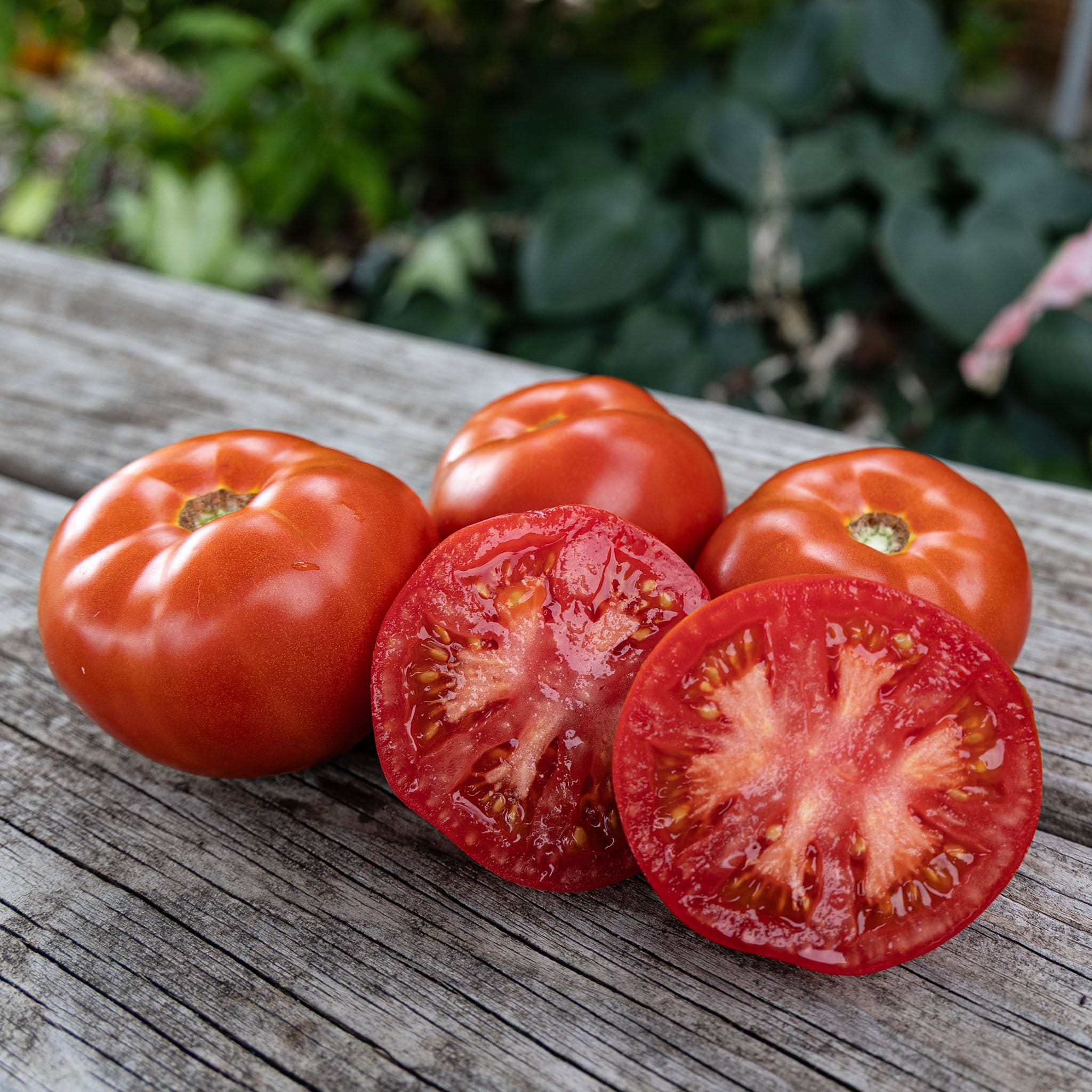 Tomato, Wisconsin 55.