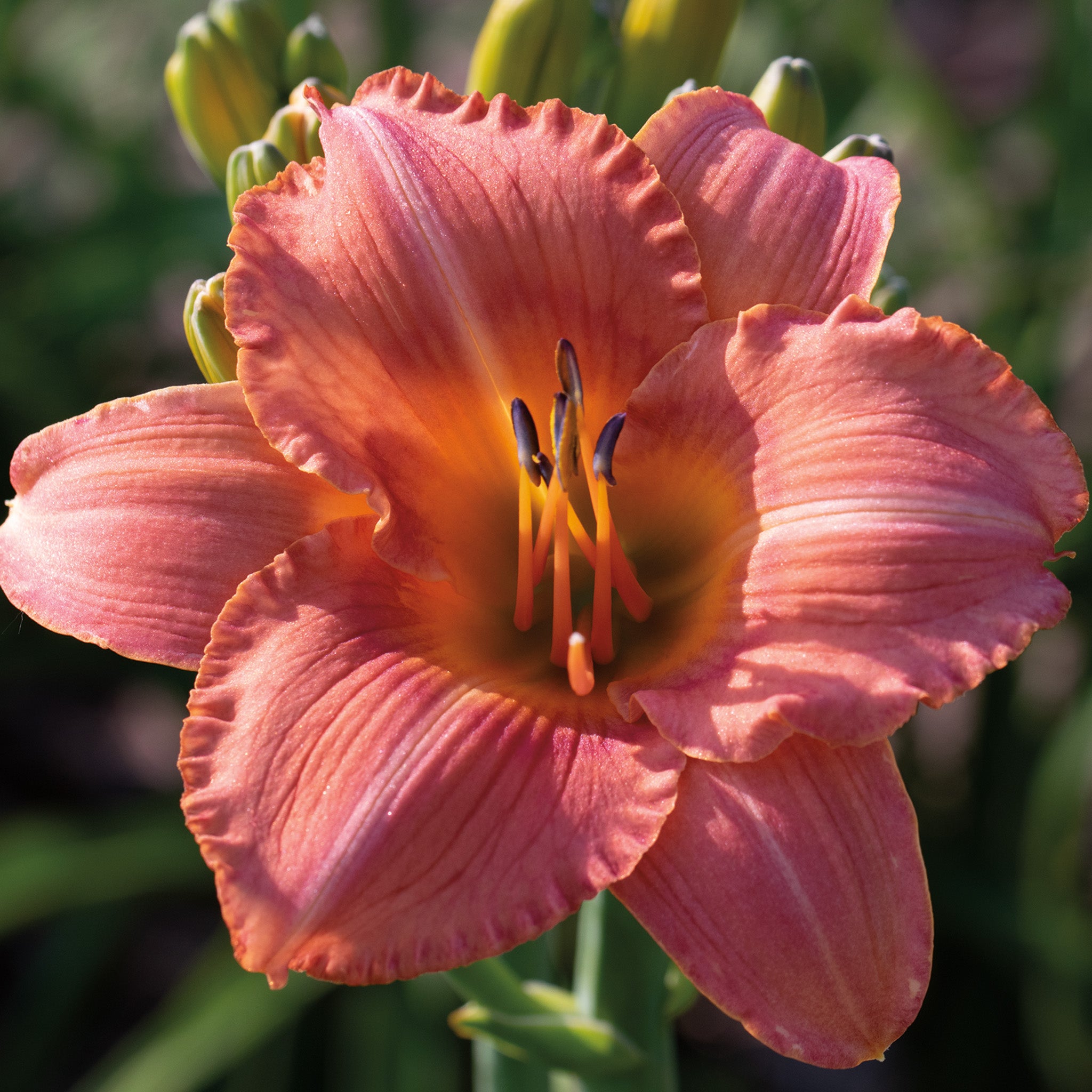 Daylily, Pink Tangerine