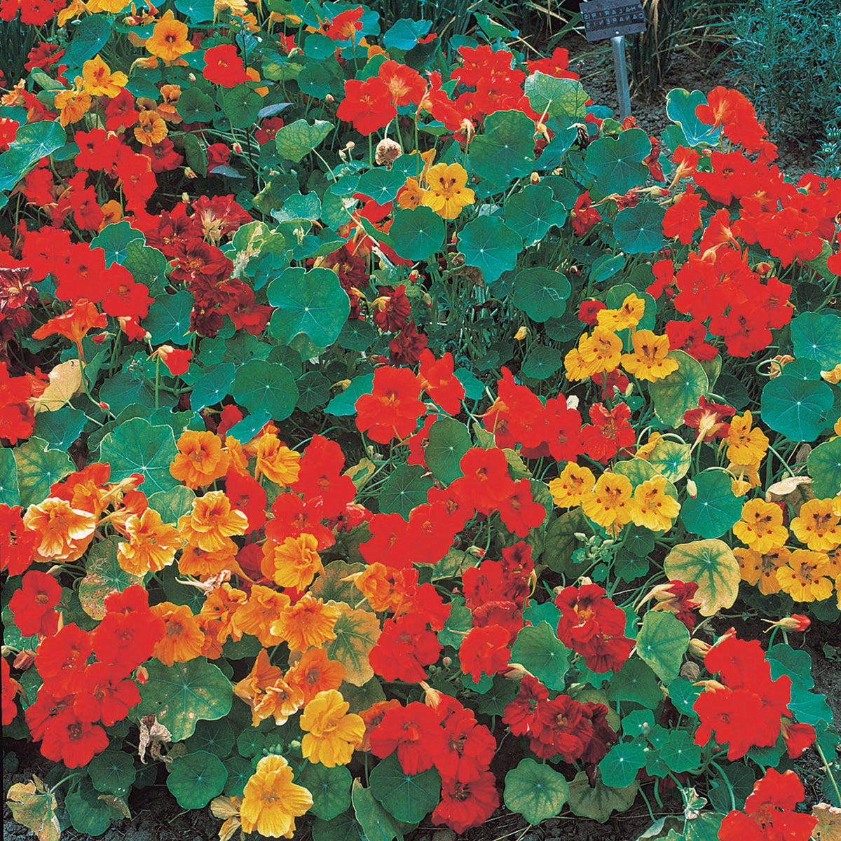 Nasturtium, Giant Climbing Mix