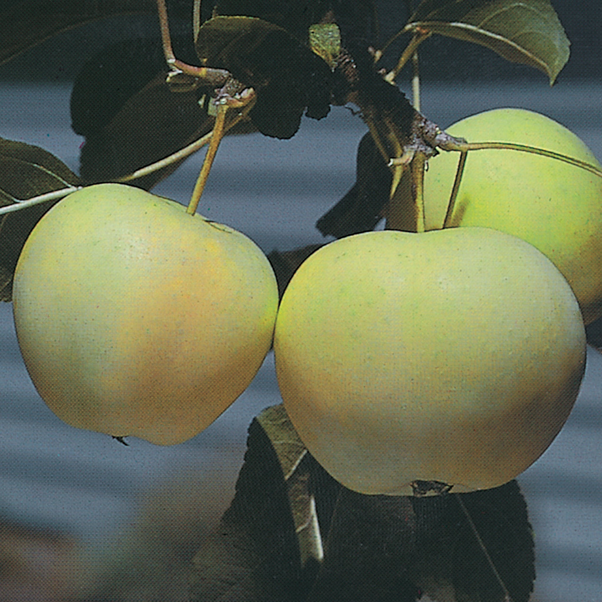 Apple, Semi-Dwarf, Yellow Transparent