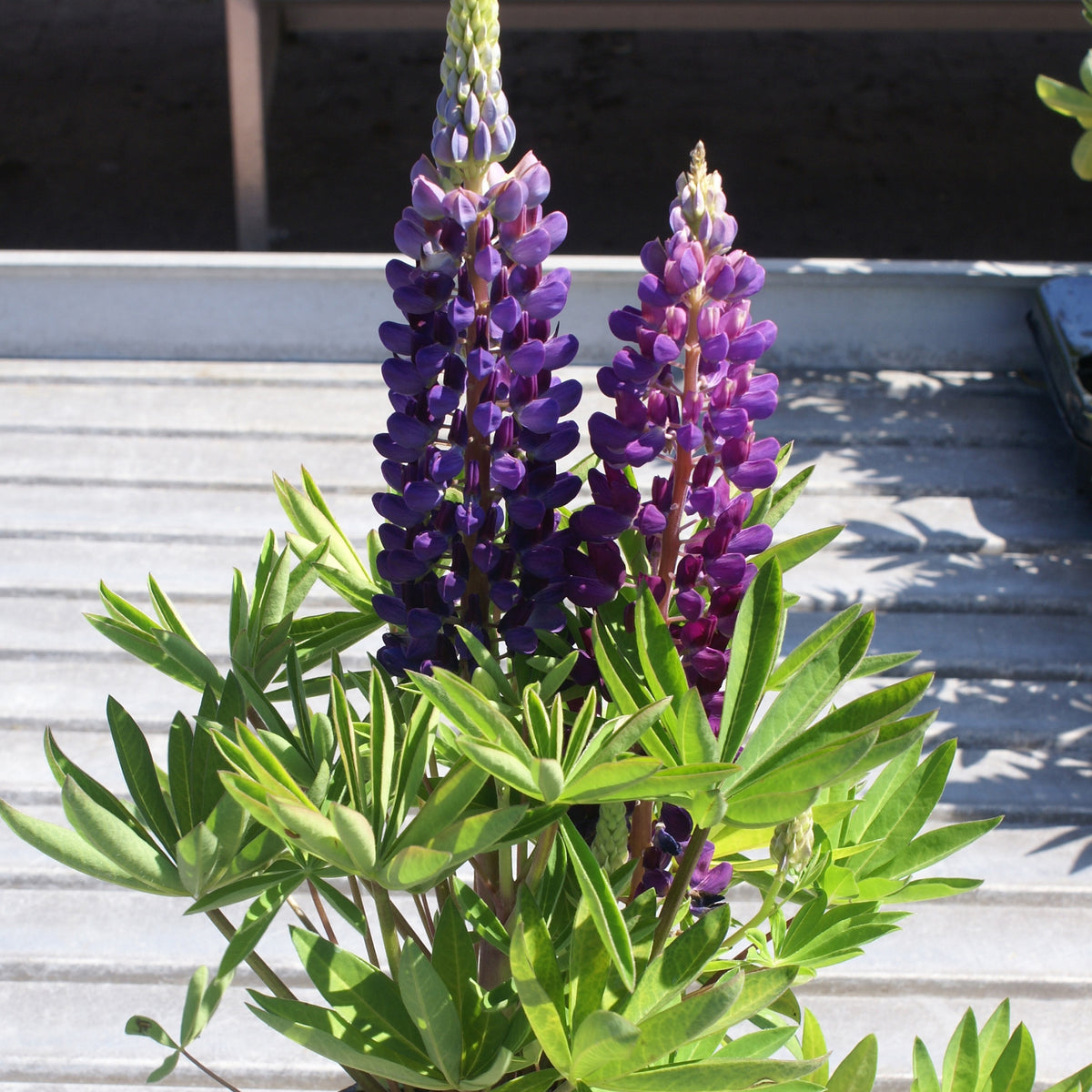 Lupine, Gallery Hybrid Blue