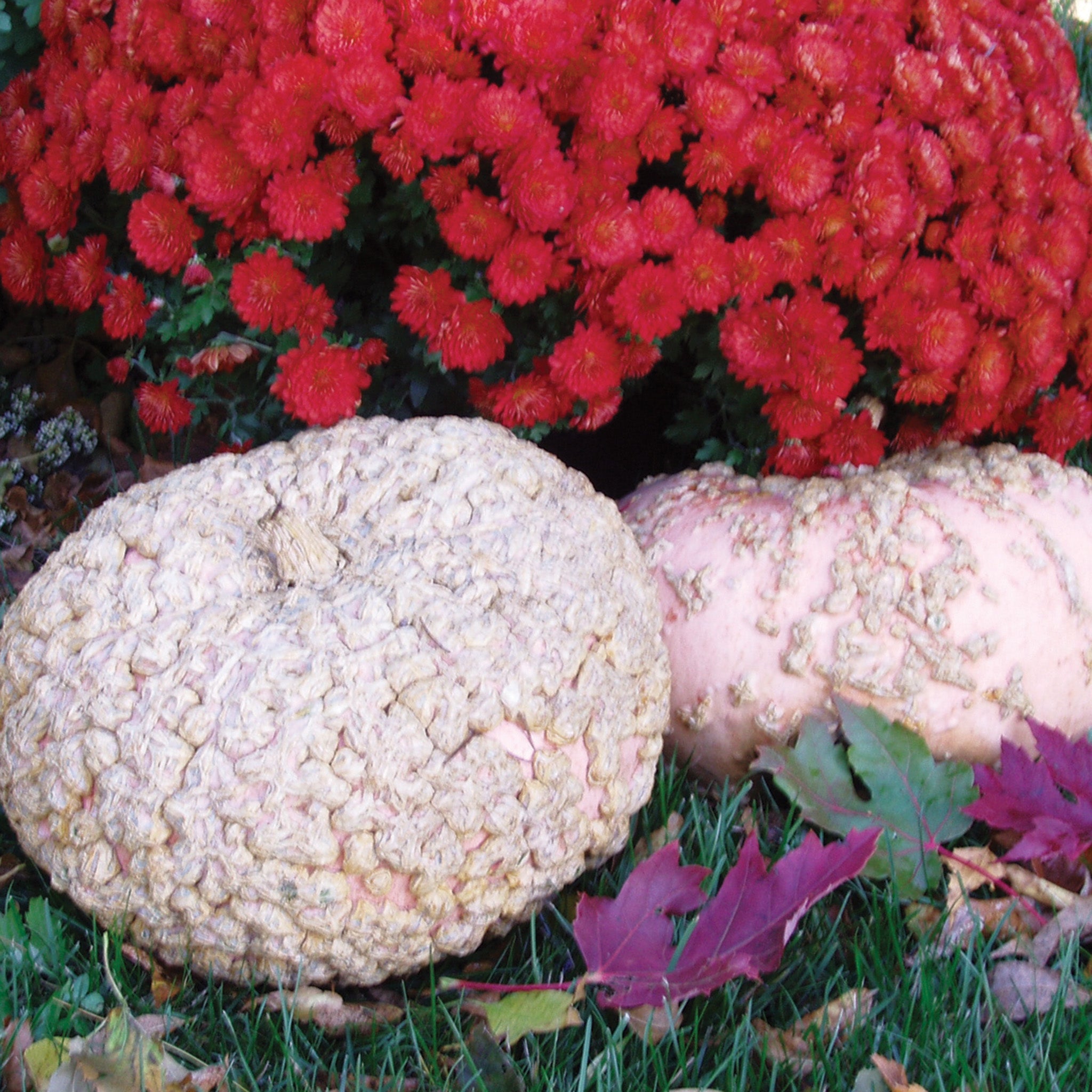 Pumpkin, Galeuse d'Eysines Organic