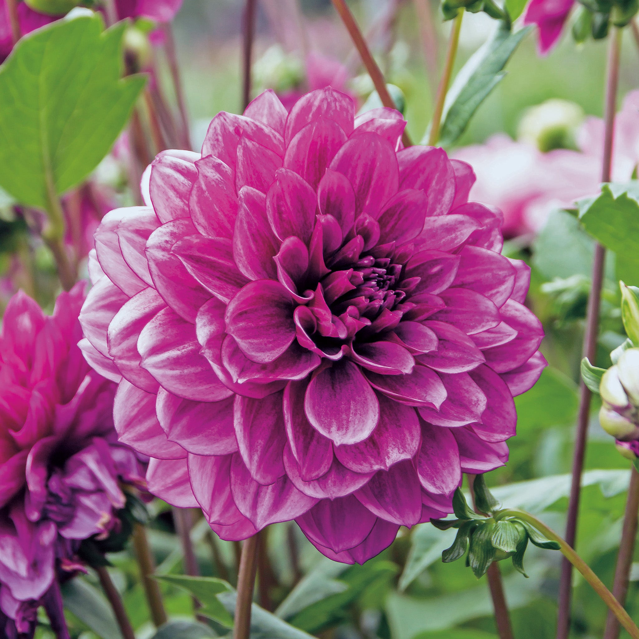 Dahlia, Blue Bell