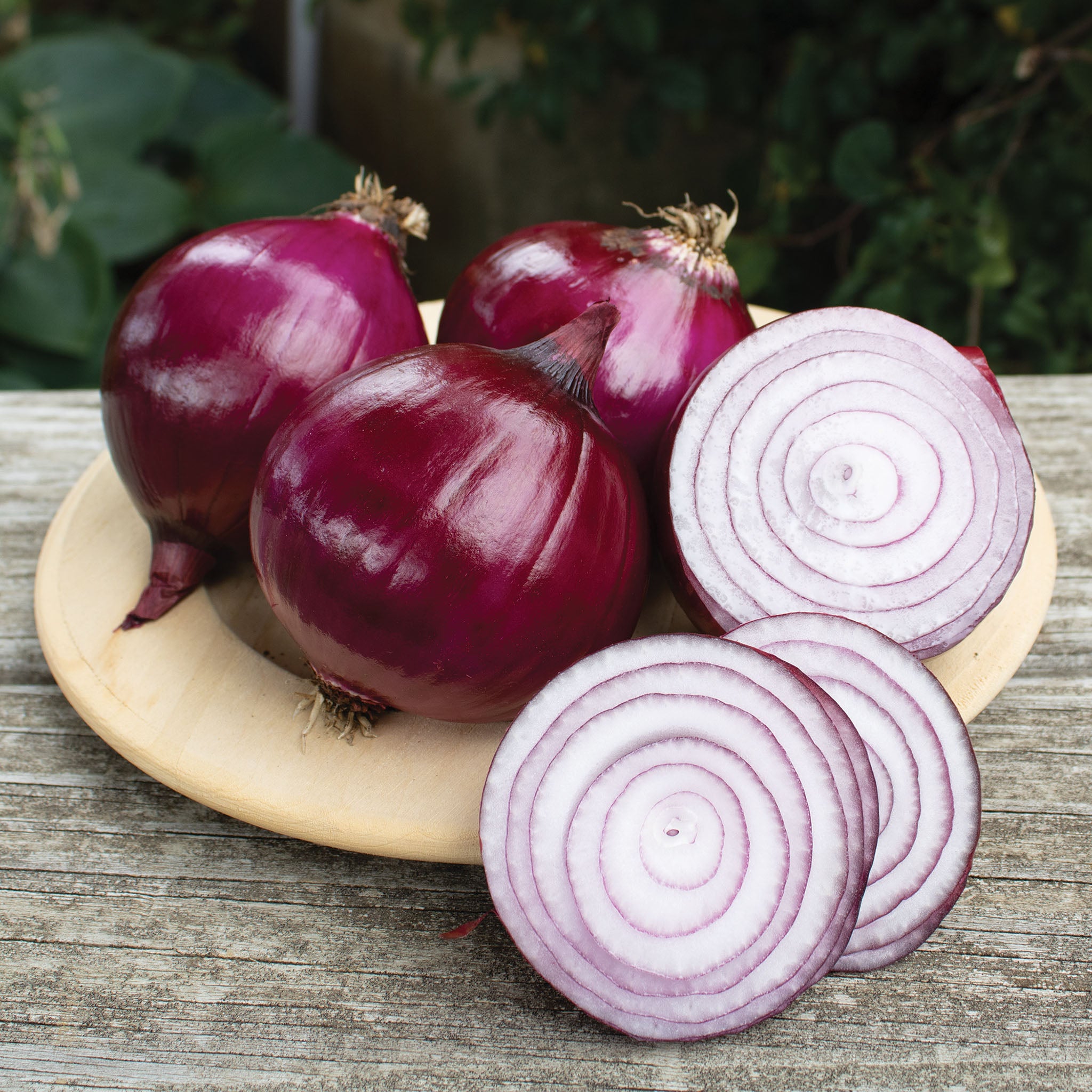 Onion, Redwing Hybrid