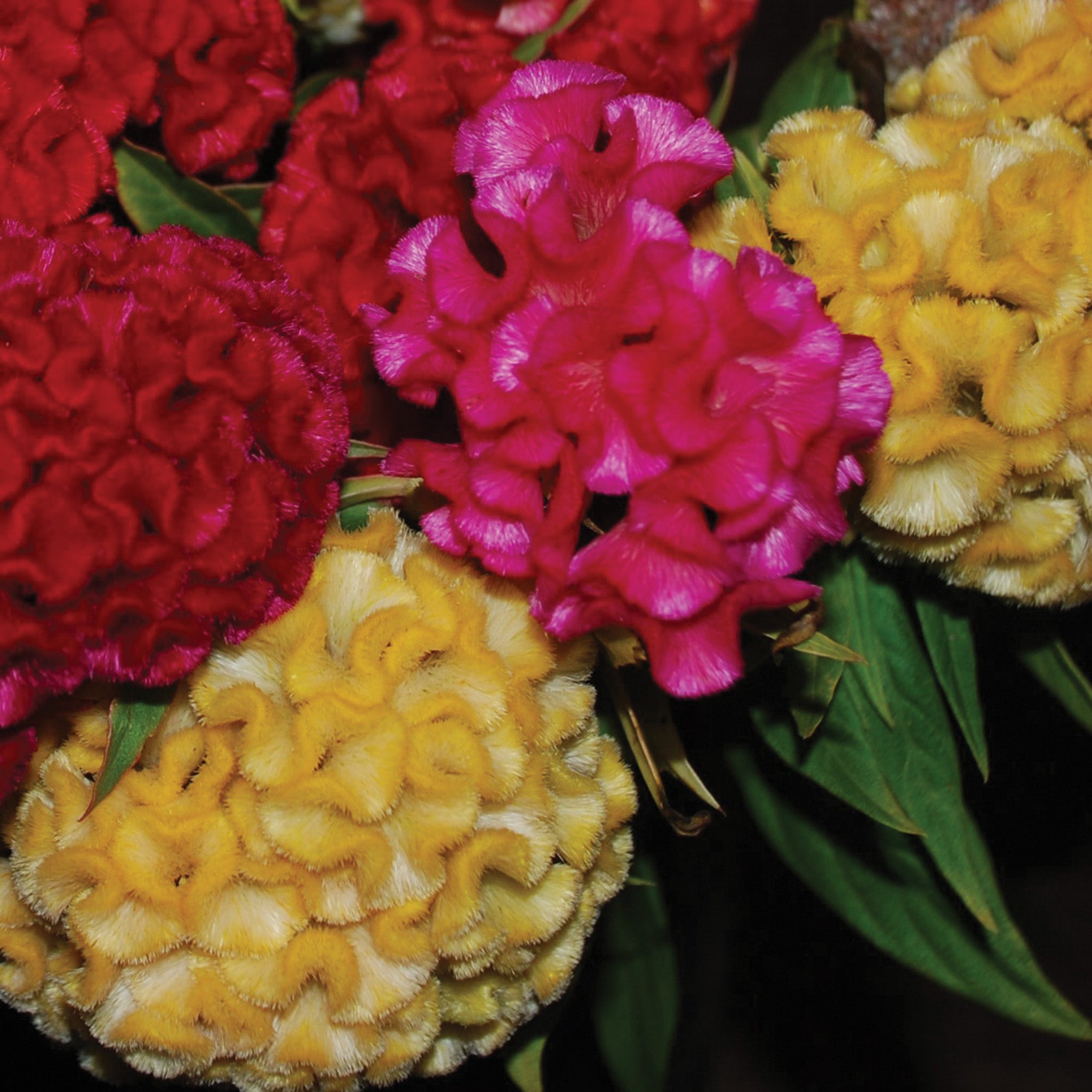 Celosia, Chief Mix
