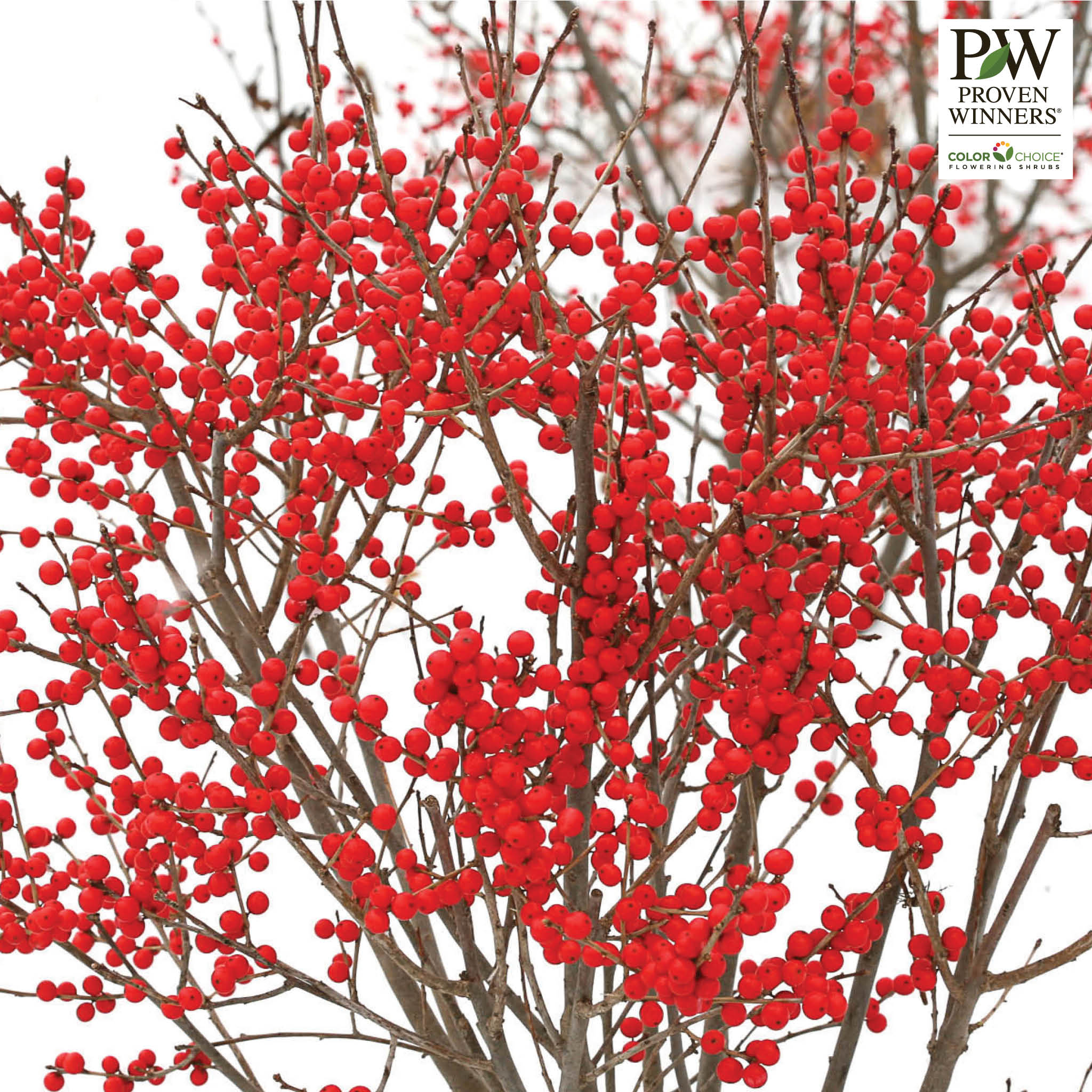 Winterberry Holly, Berry Poppins®