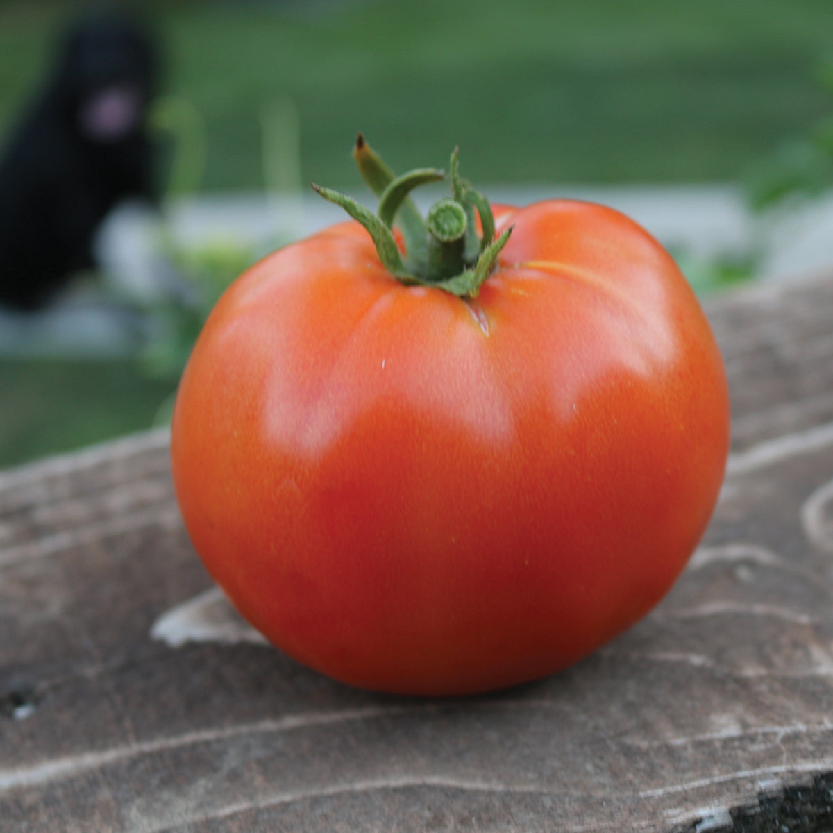 Tomato, Heatmaster Hybrid