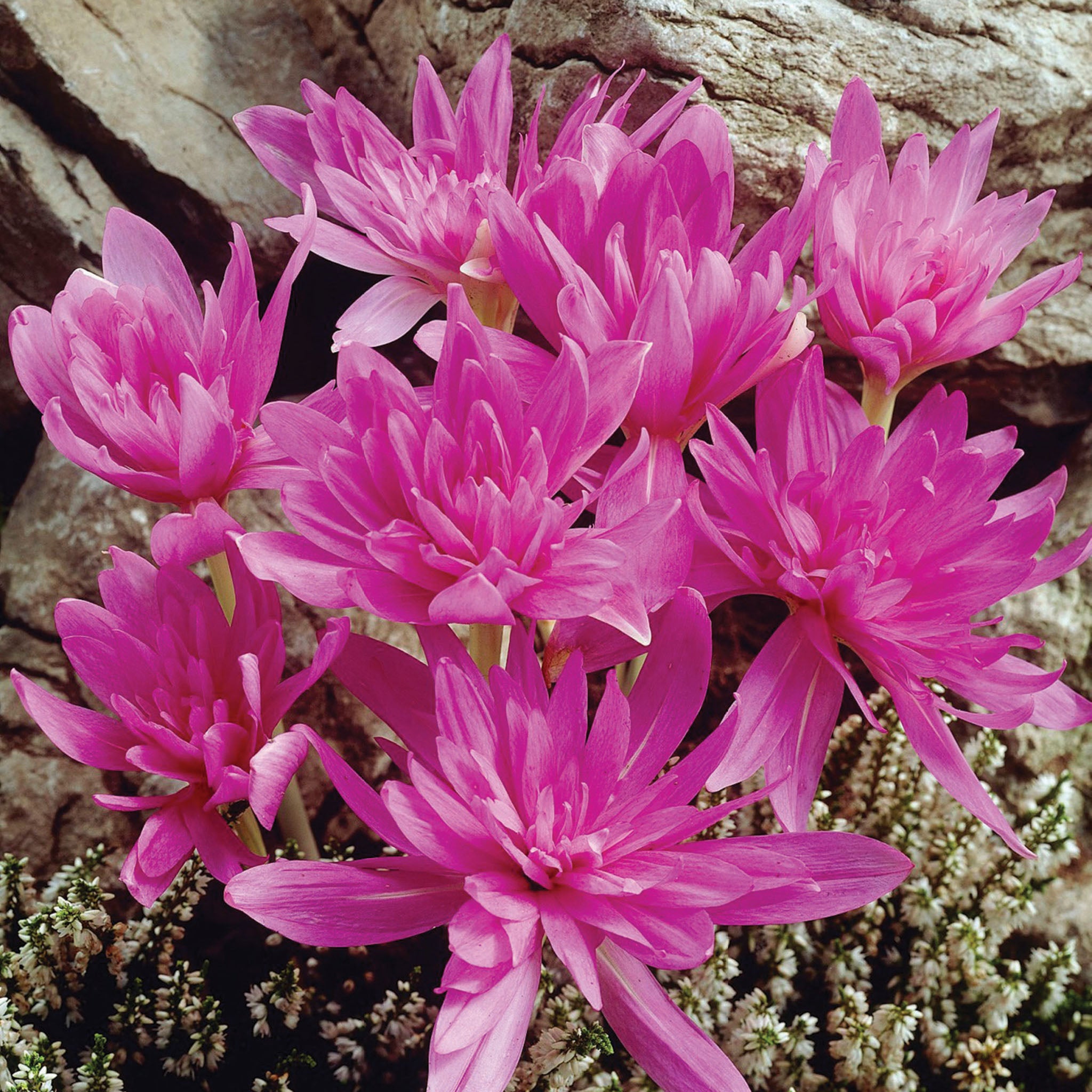 Colchicum, Waterlily, 3 Pack