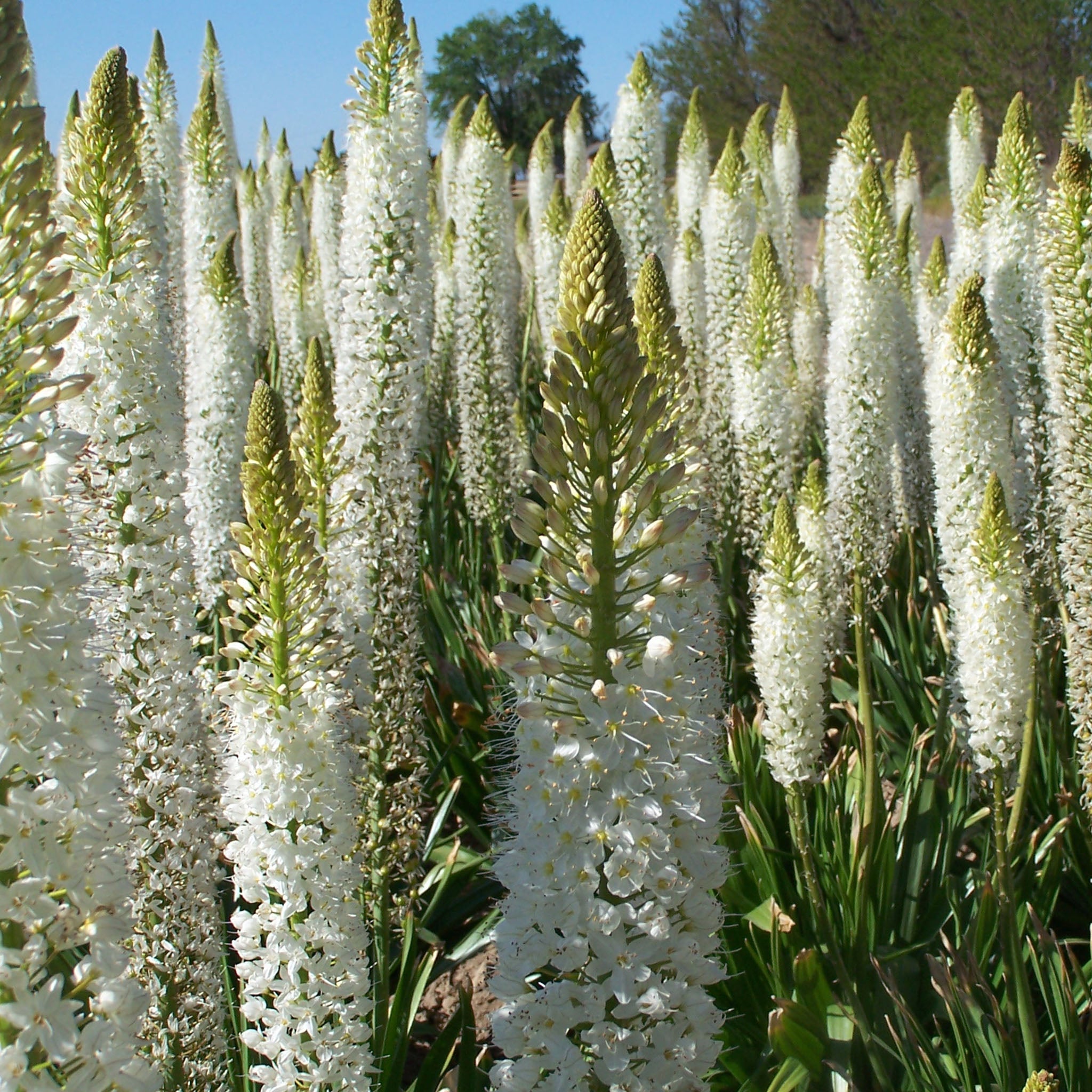 Foxtail Lily, Himalaicus