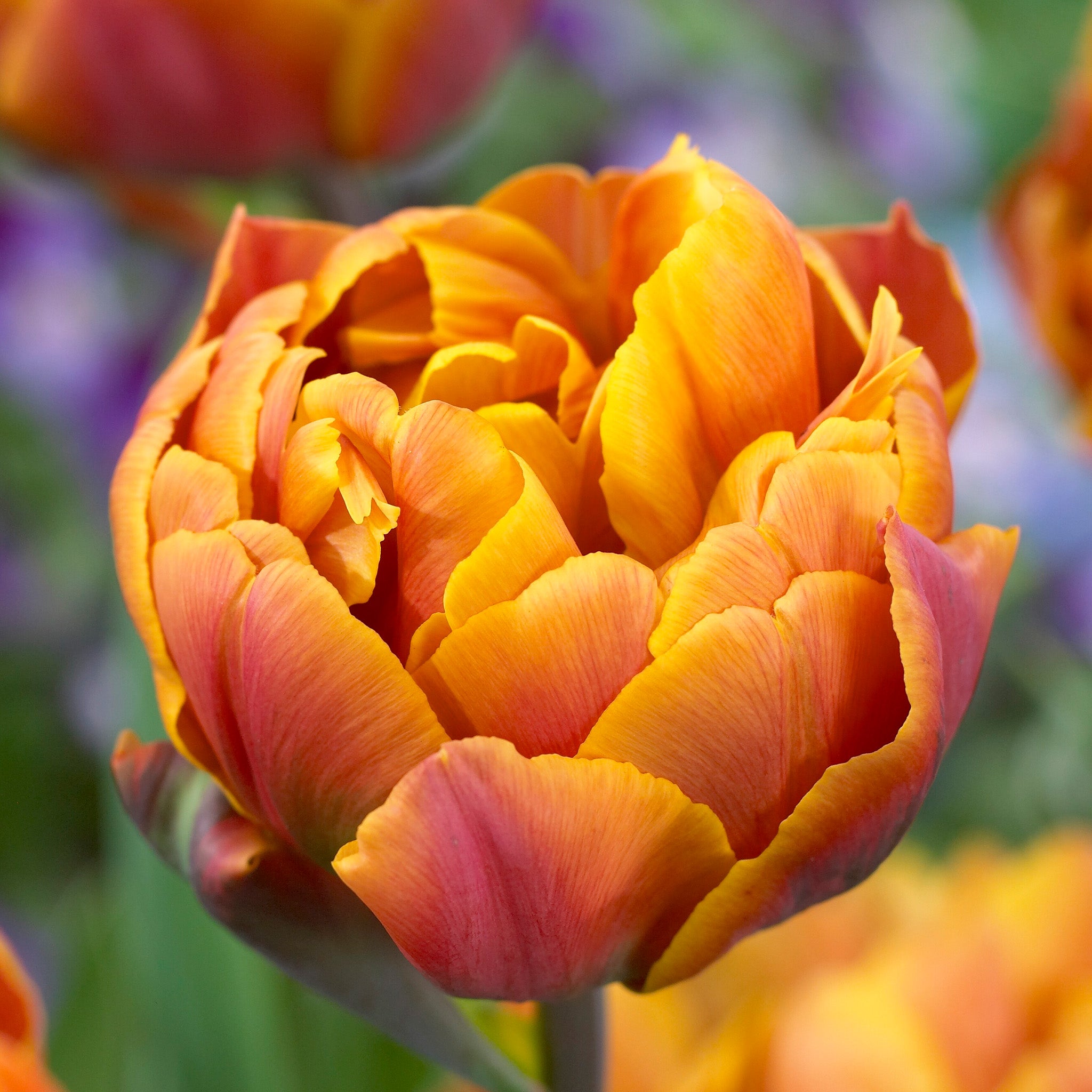 Tulip, Brazil, 10 Pack