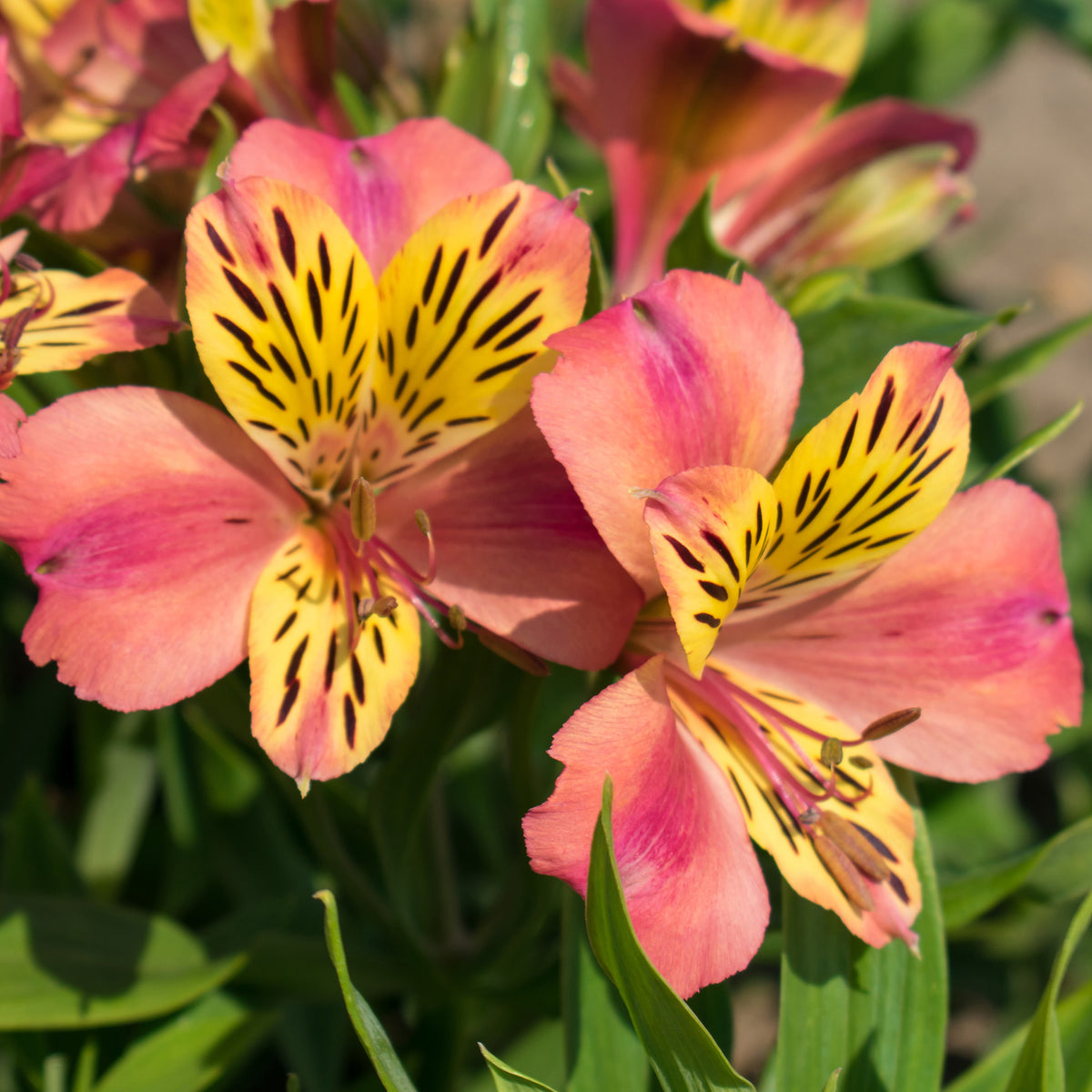 Alstroemeria, Majestic Avrillé