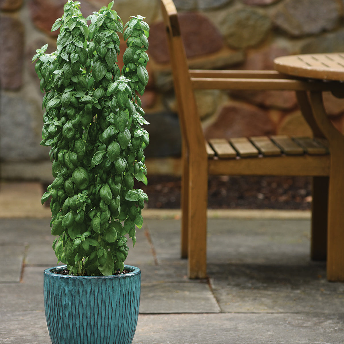 Basil, Everleaf Emerald Towers