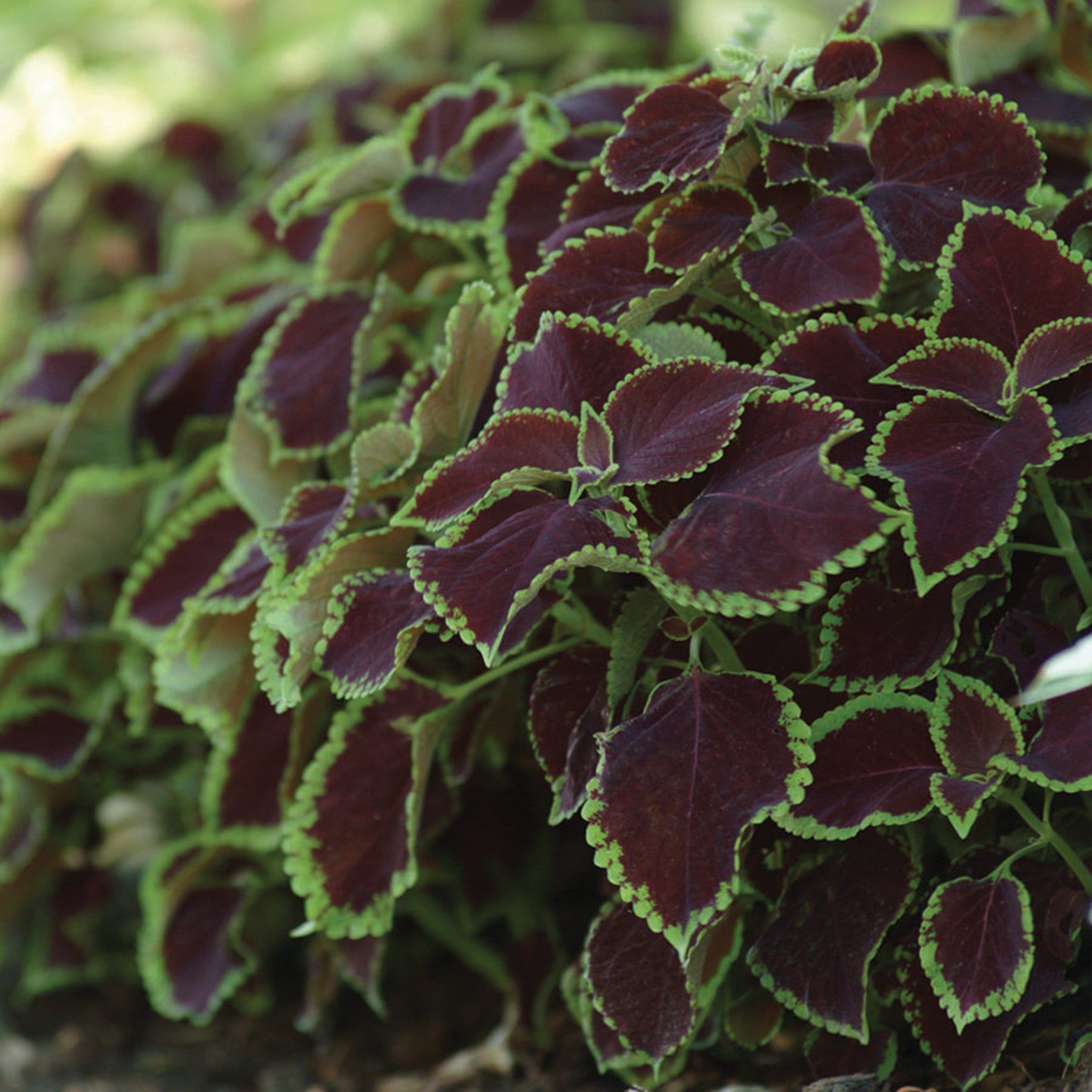 Coleus, Premium Sun Chocolate Mint
