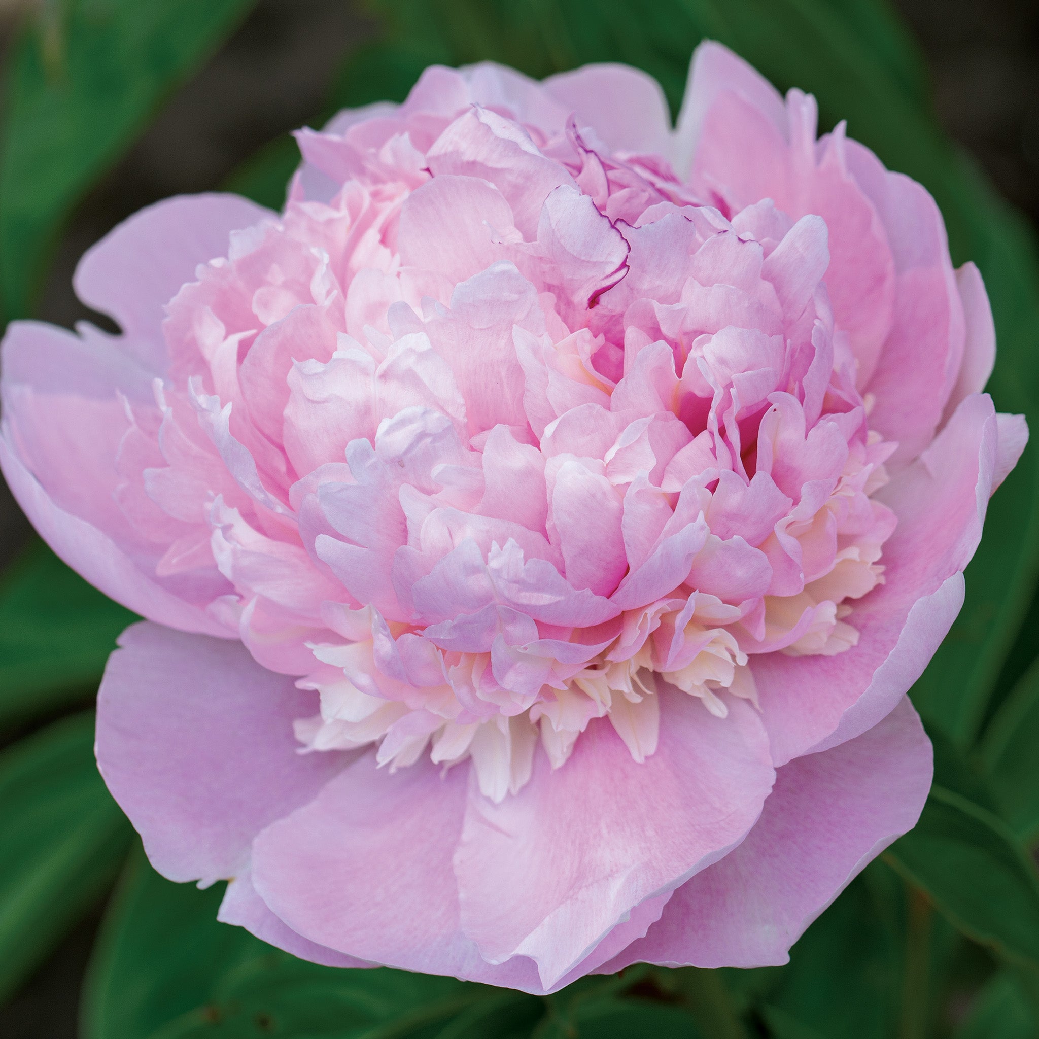 Peony, Eden's Perfume