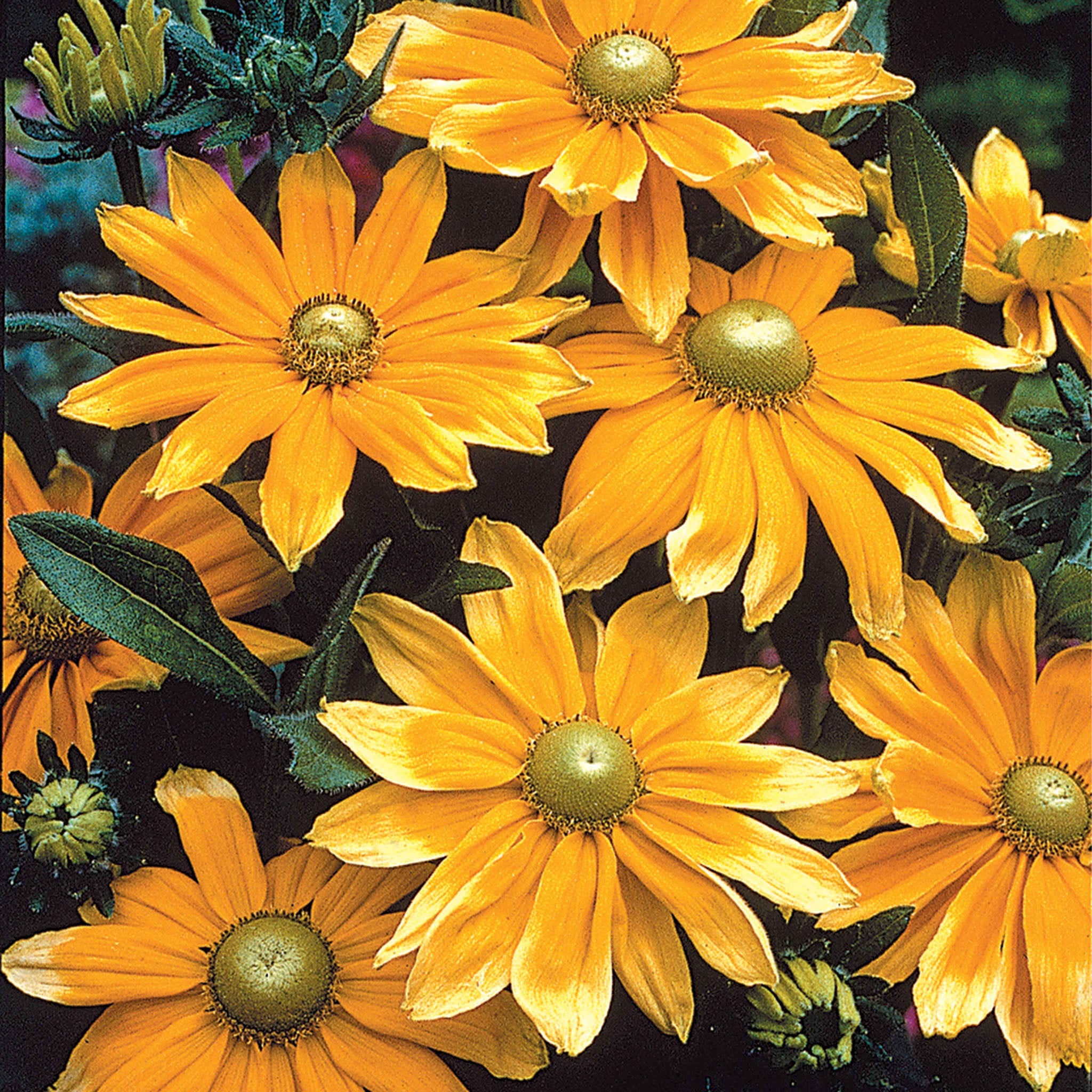 Rudbeckia, Prairie Sun